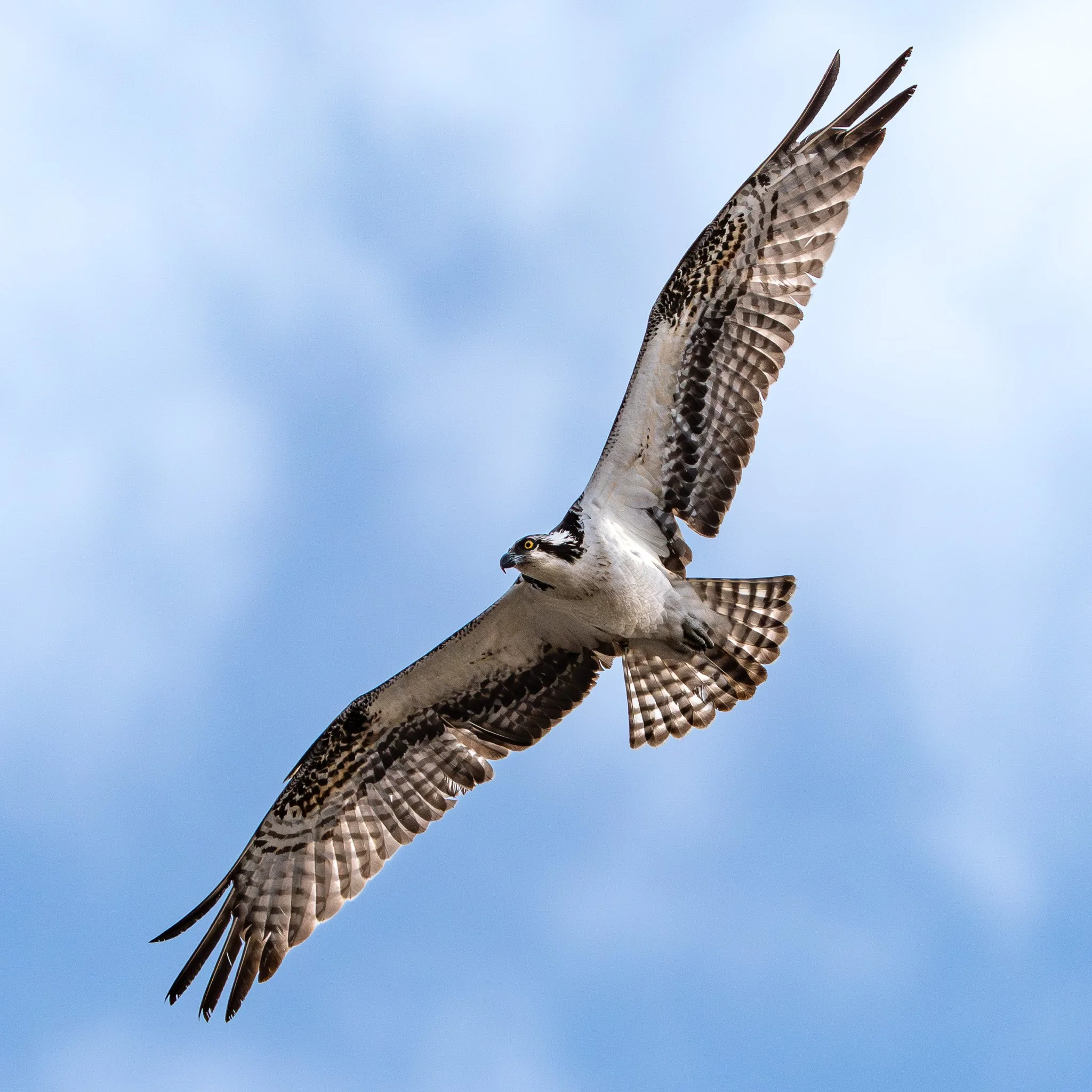 An osprey soaring in the sky with blue background and scattered clouds.
