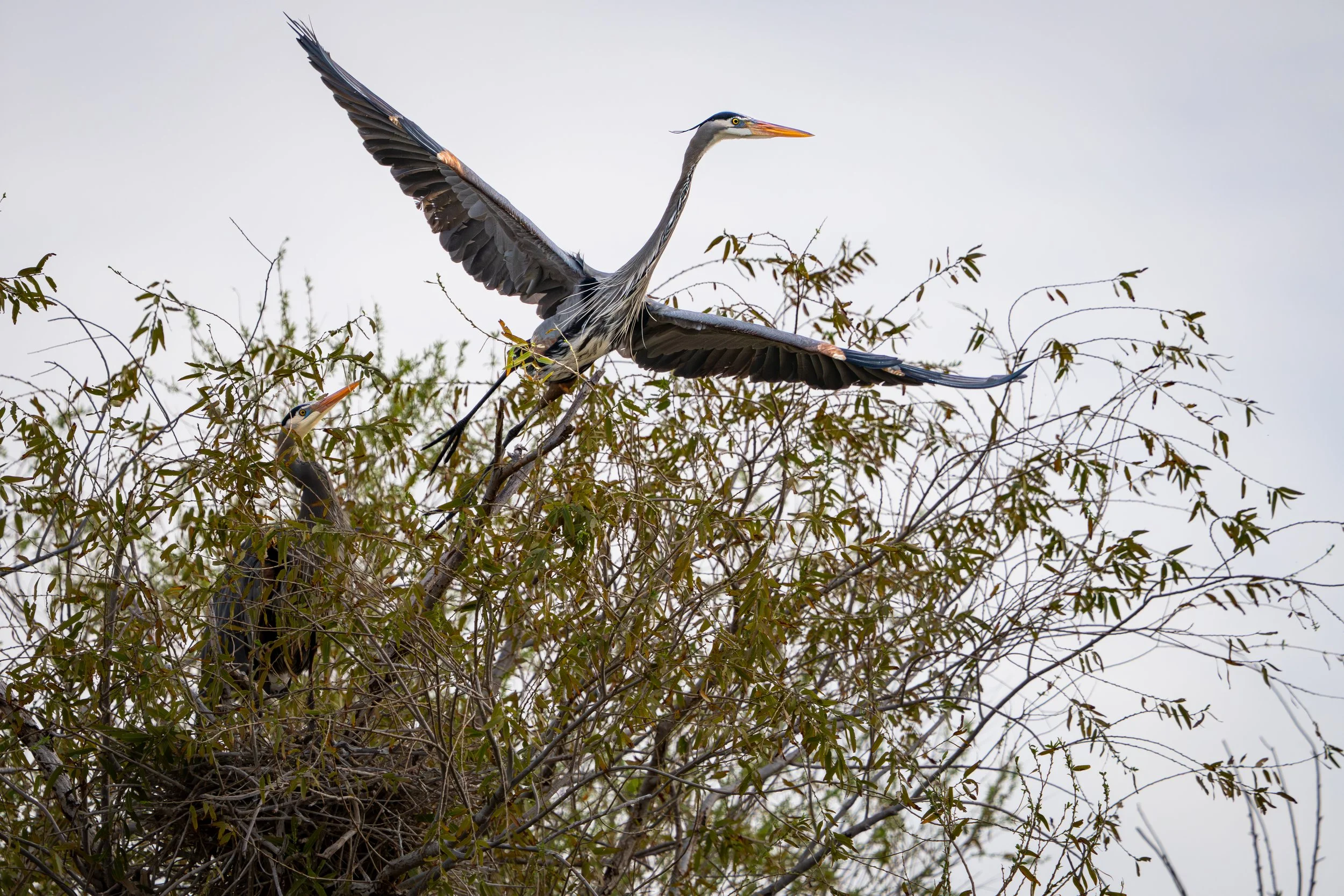 A gray heron taking off from a nest in a tree with outstretched wings