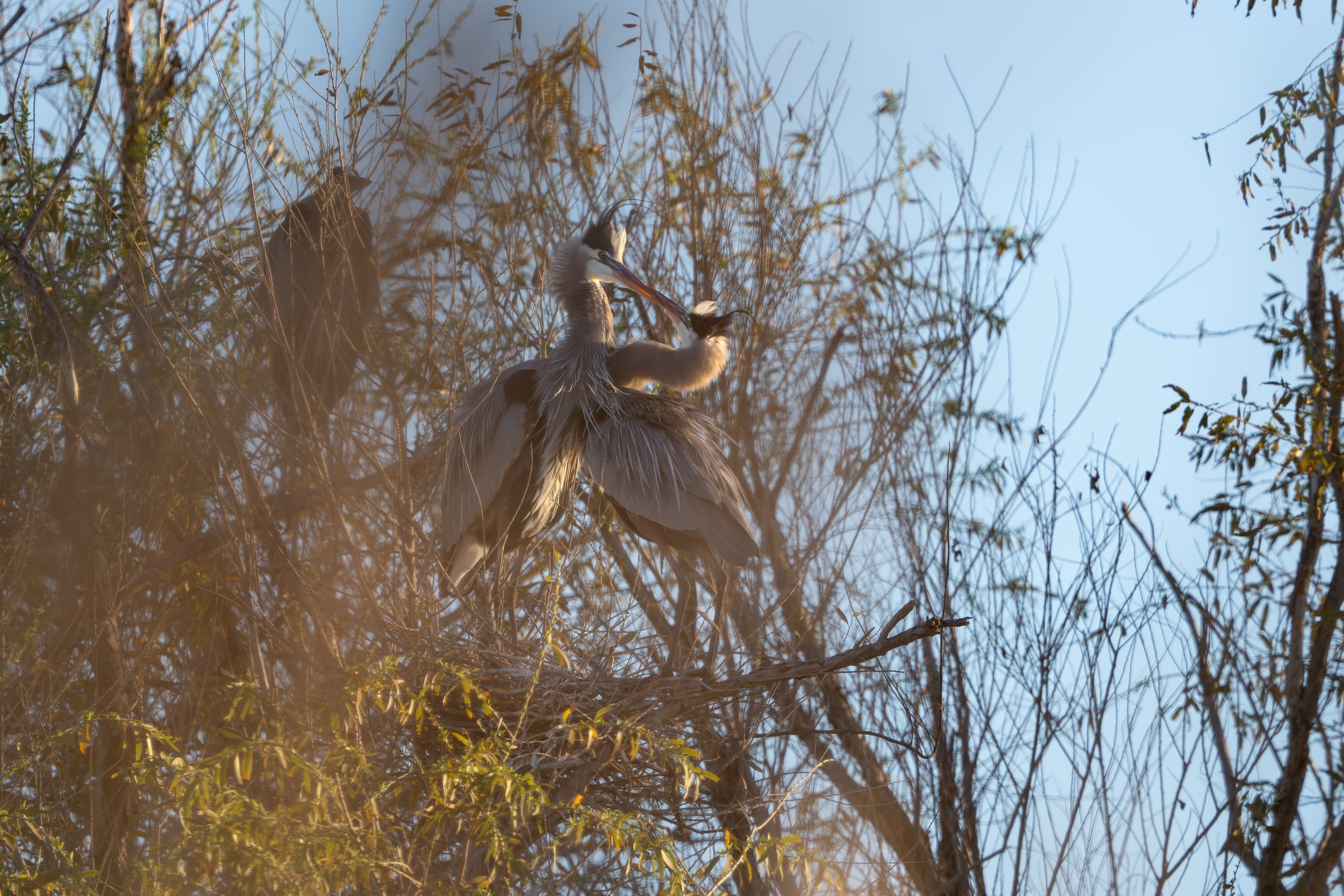 A heron perched on a tree branch among bare and leafy branches, with a clear blue sky in the background.