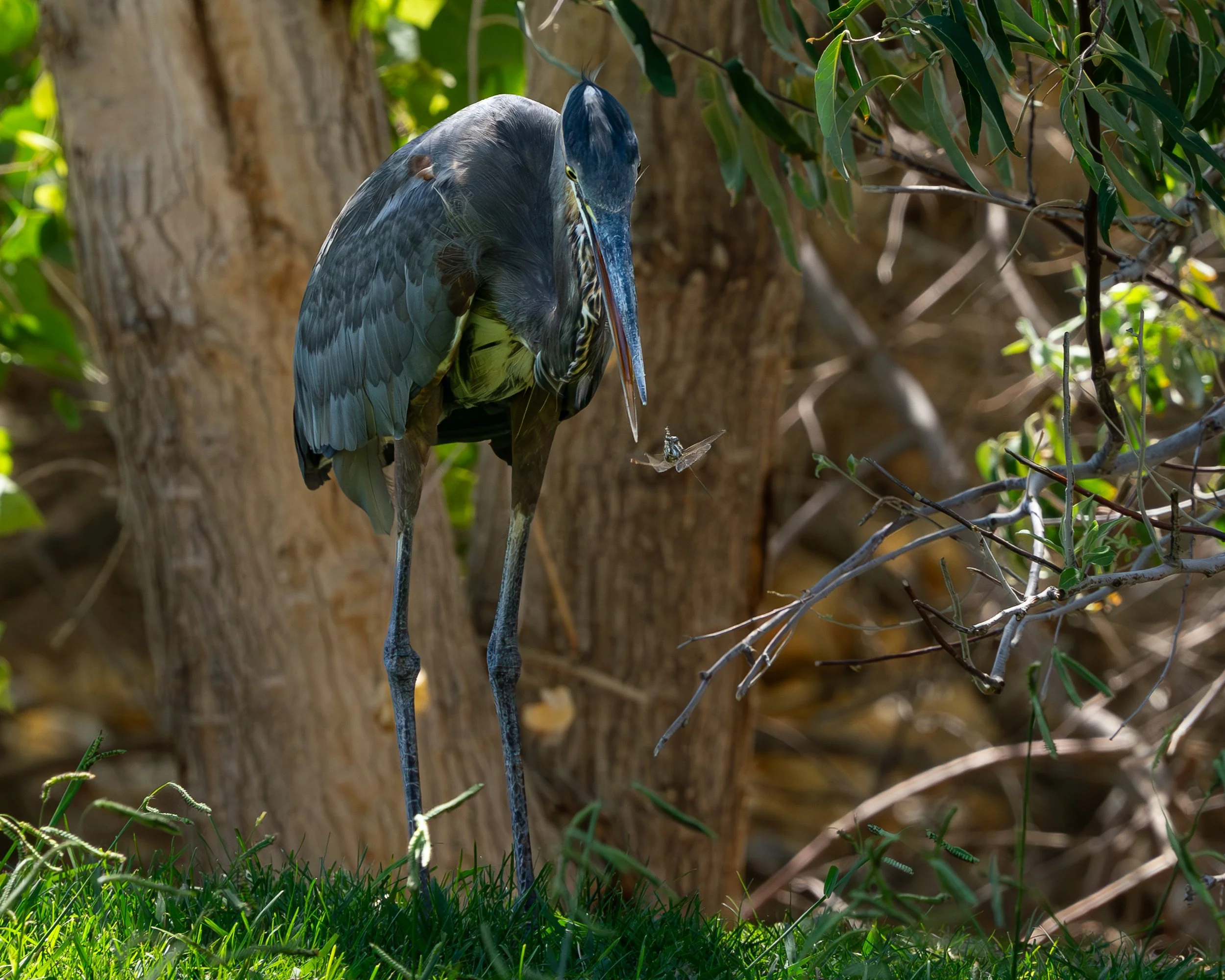 Great Blue Heron capturing a dragonfly along a shaded wetland edge.