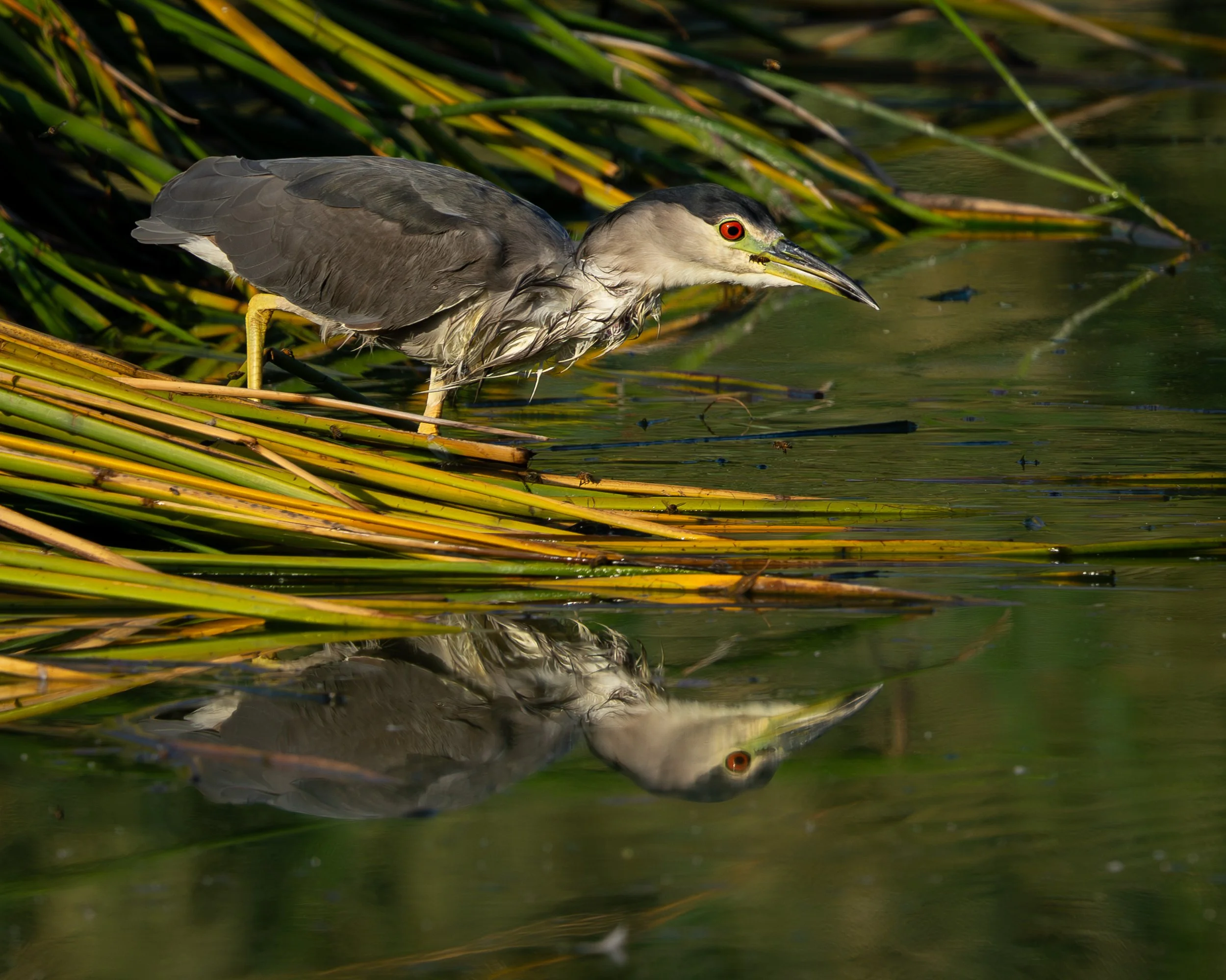 Black-crowned Night Heron searching for prey among reeds.