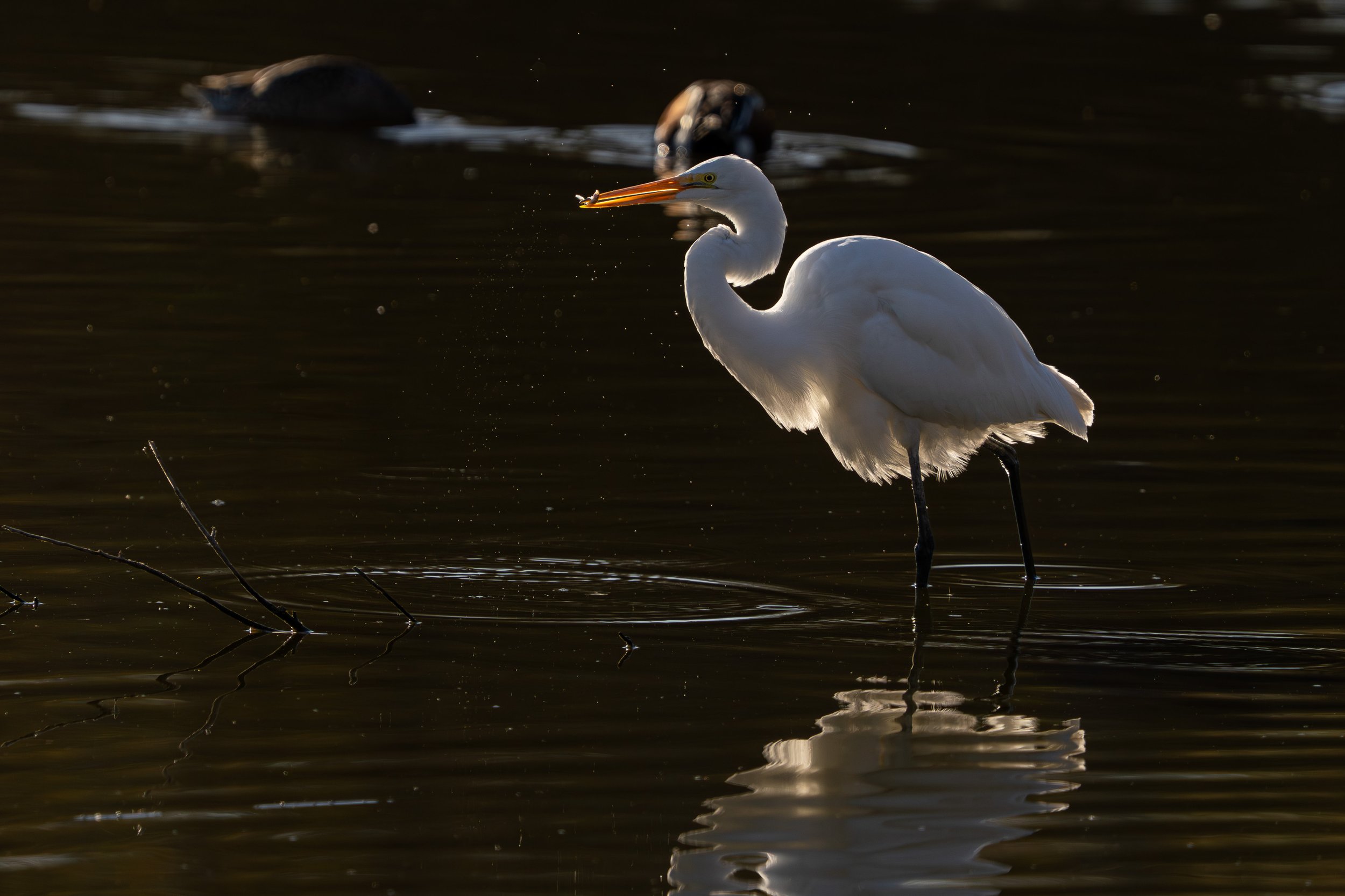 Great Egret at sunrise capturing its morning meal.