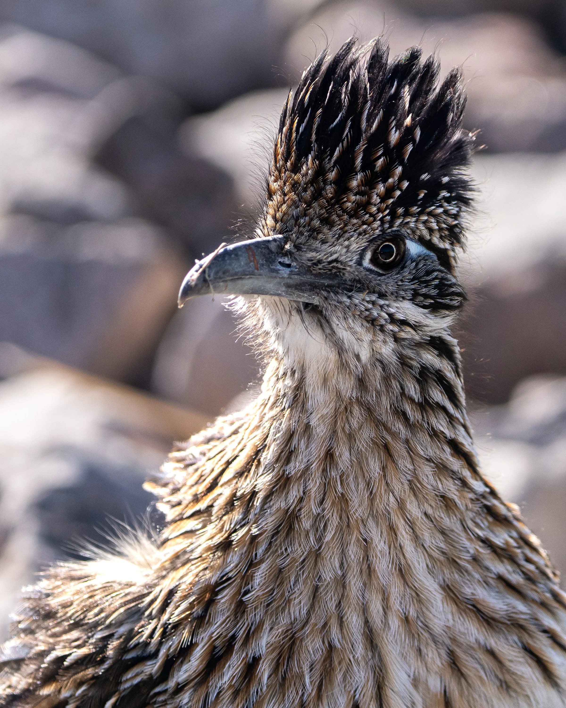 Intimate portrait of a Greater Roadrunner in desert light.