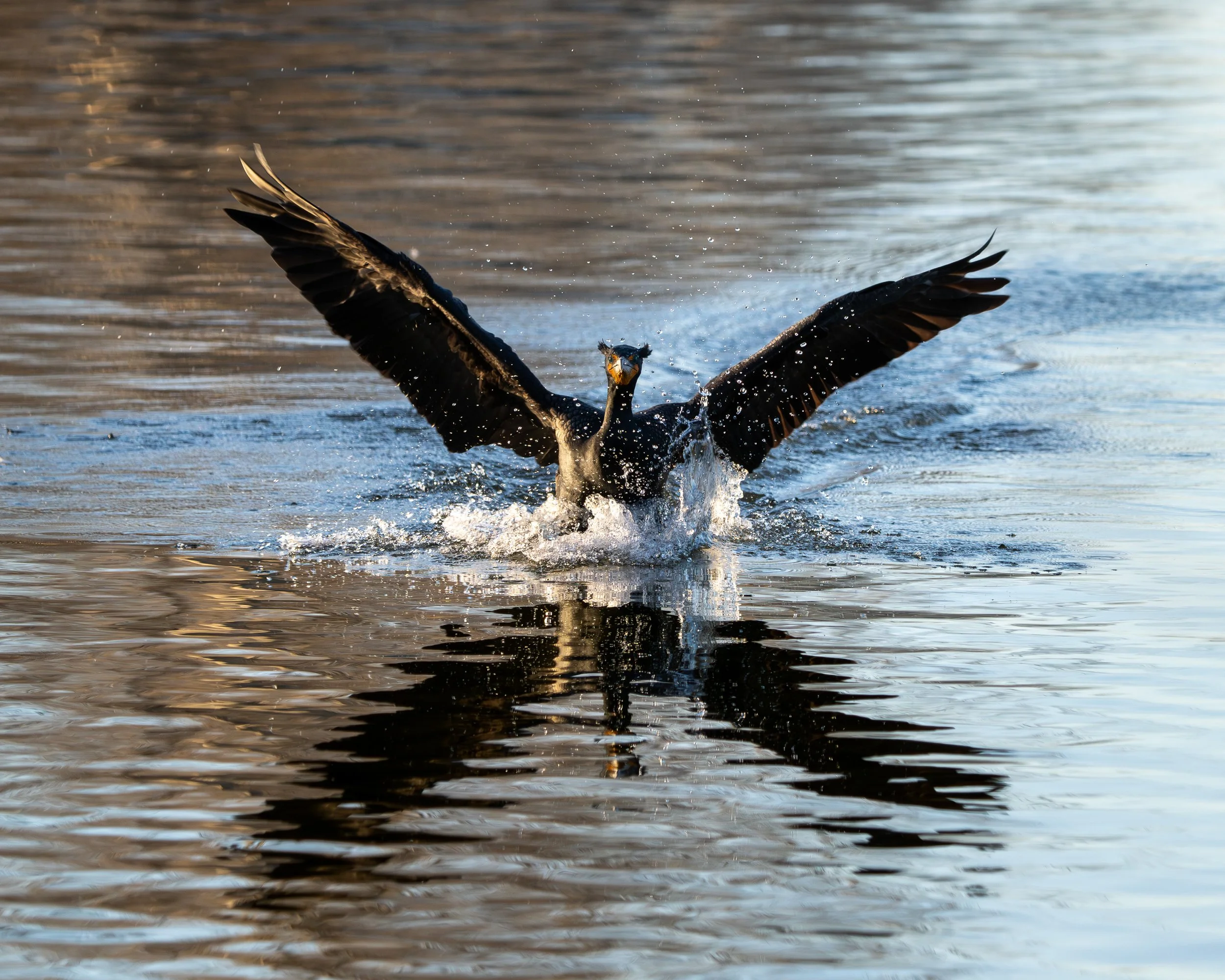 Double-crested Cormorant making a dramatic splash landing.