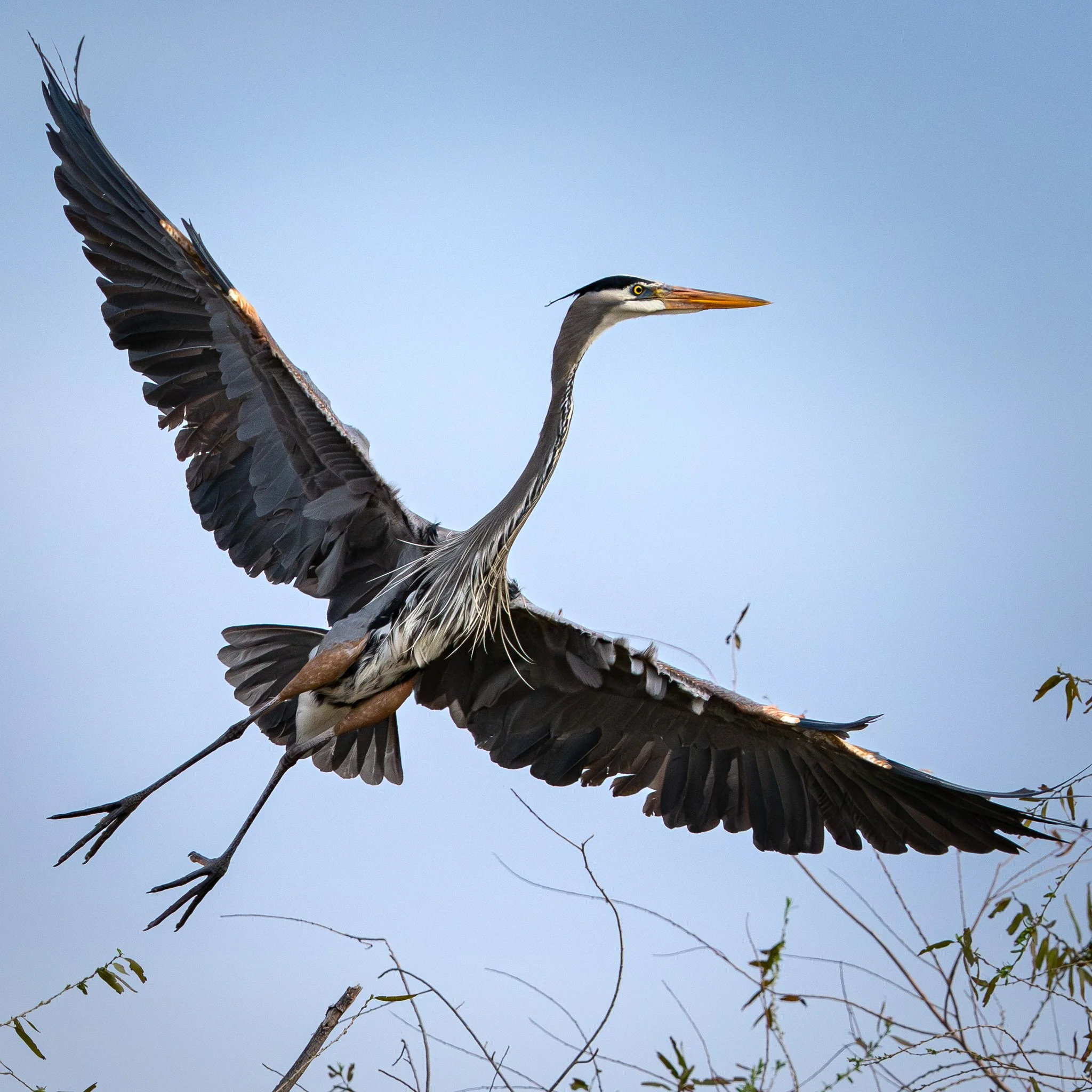 A great blue heron flying in the sky with its wings spread wide, above some tree branches.