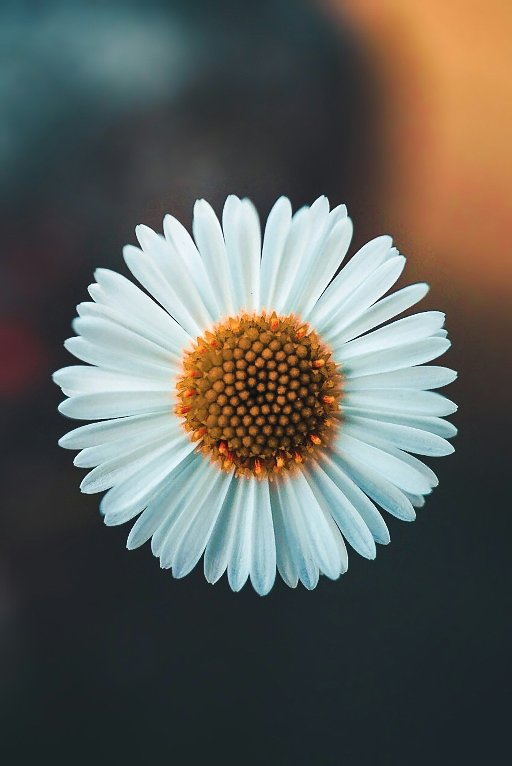 Close-up of a white daisy flower with a yellow center and orange accents, blurred background.