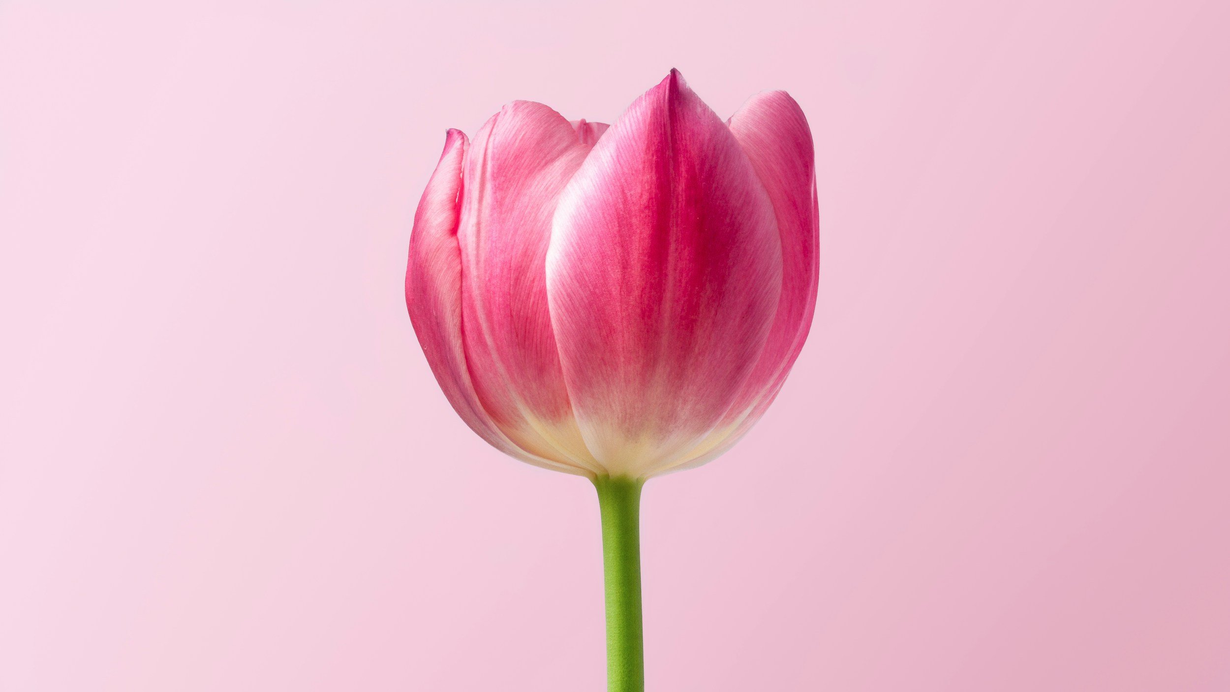 Close-up of a pink tulip with a green stem against a light pink background.