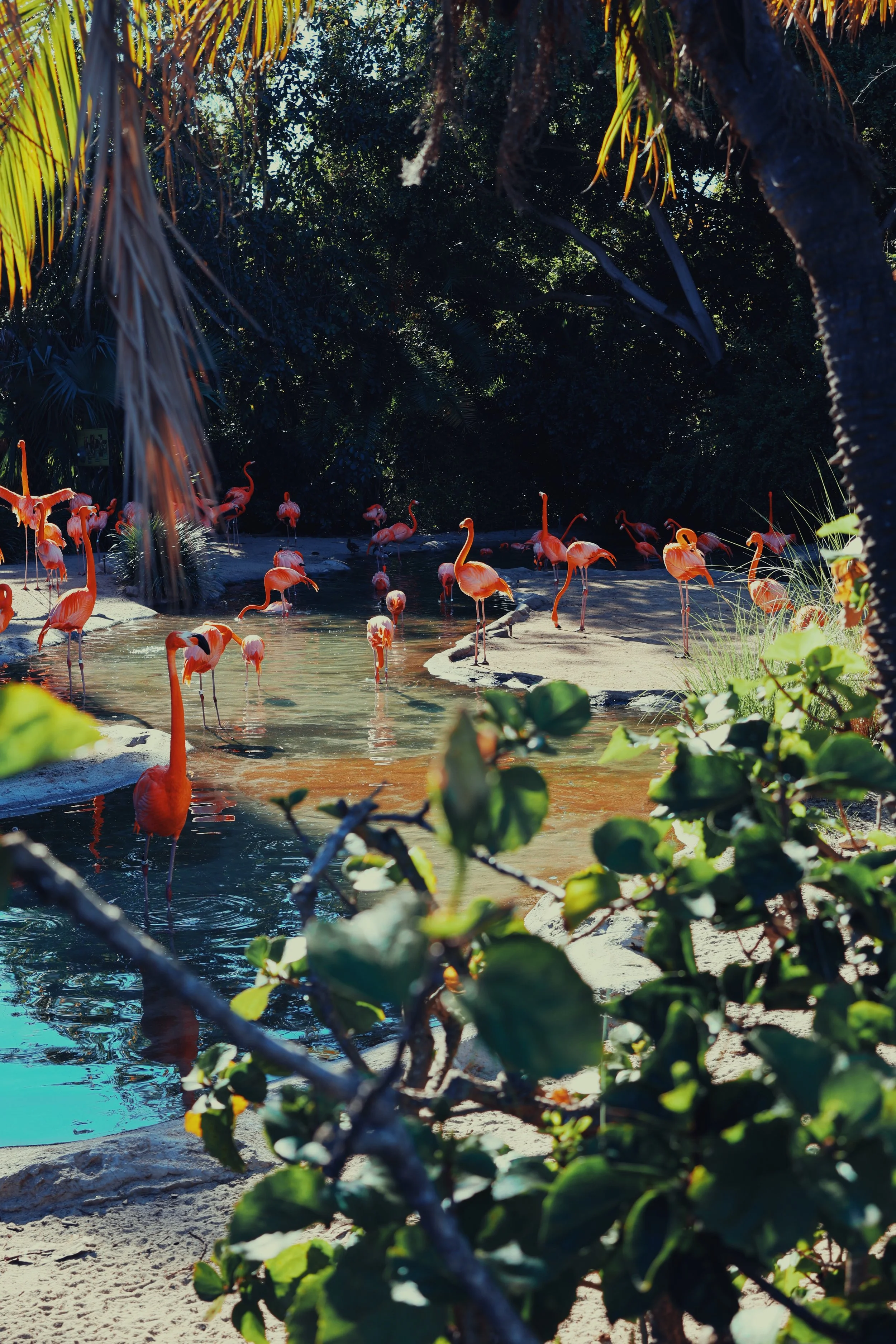 flamingos.jpg