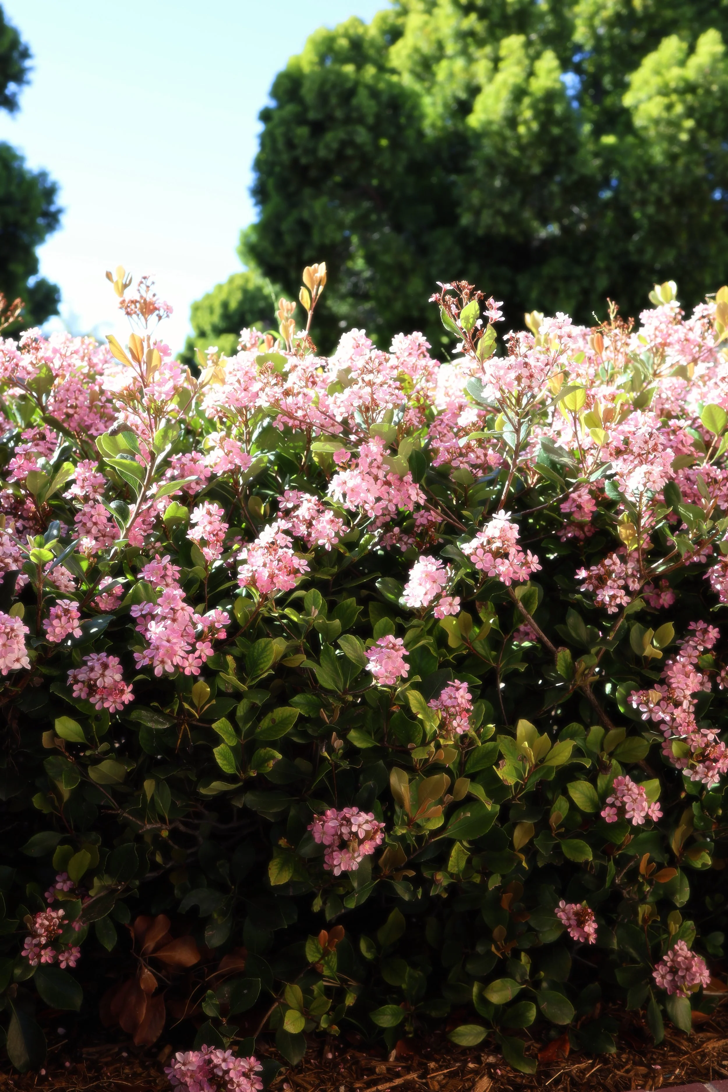 flowers.jpg