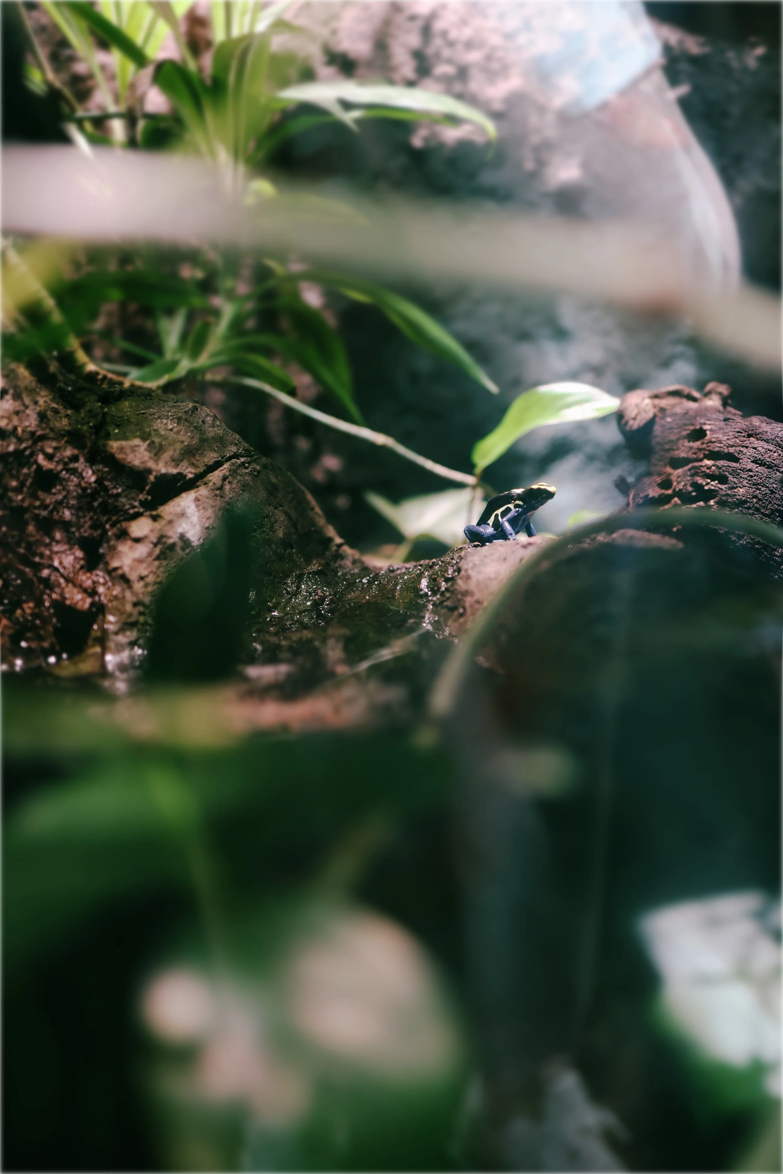 dyingpoisonfrog.jpg
