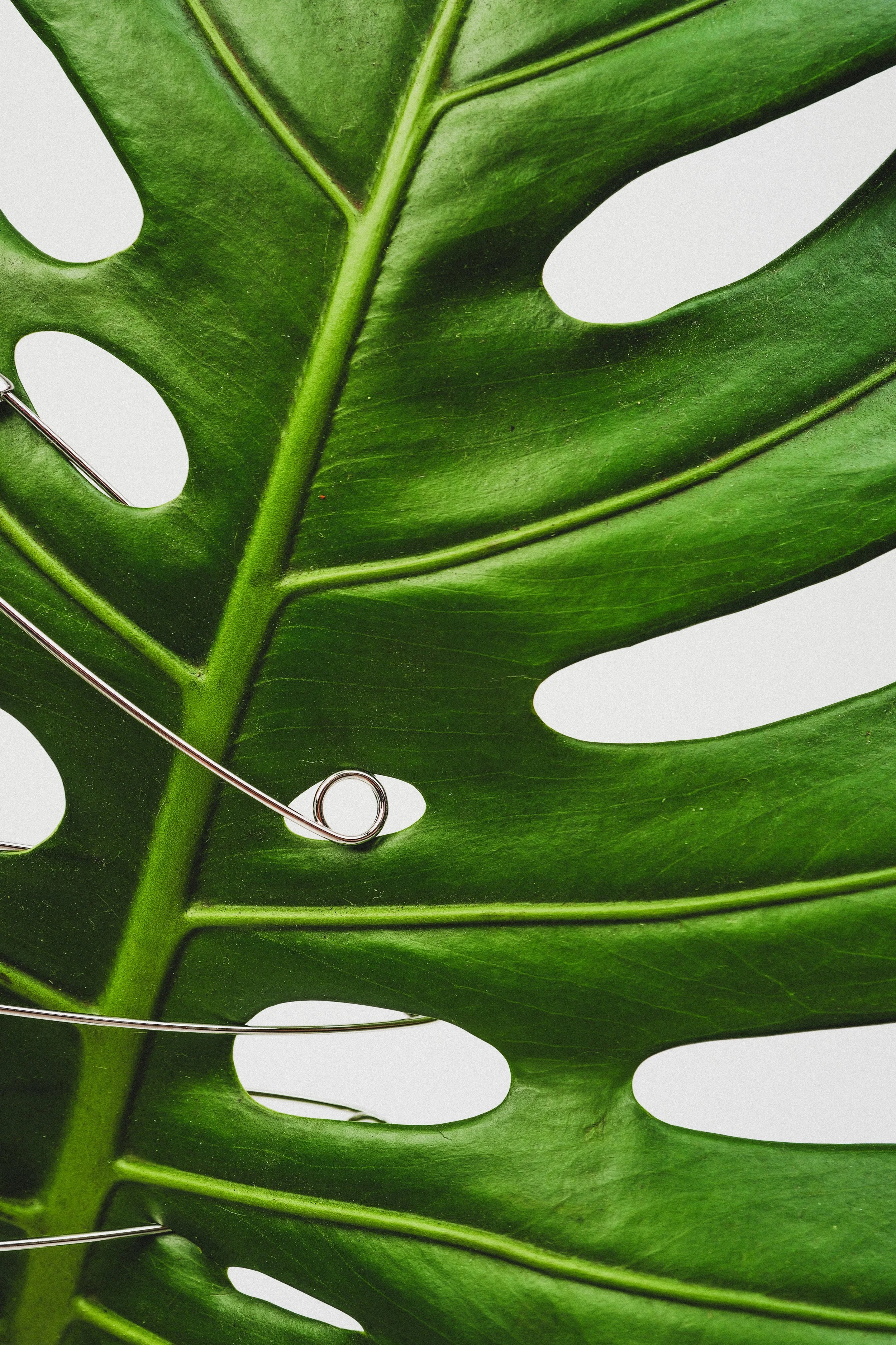 Grandote Spring 2026-81.JPEG