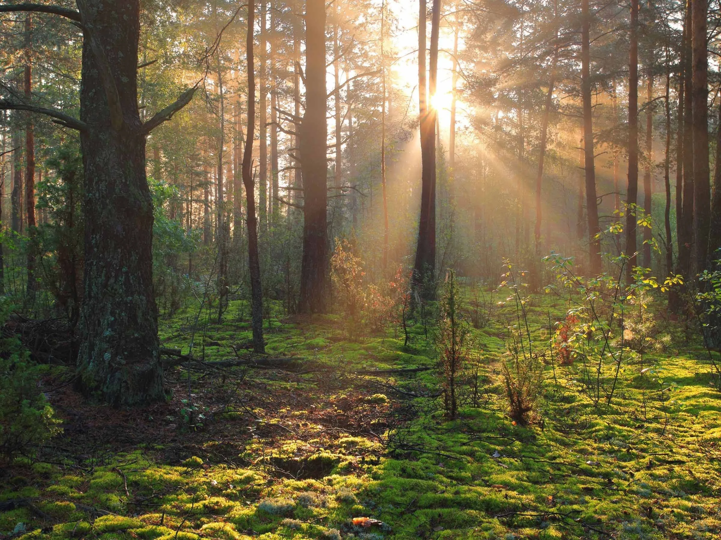 Green forest scene with sunlight shining through trees