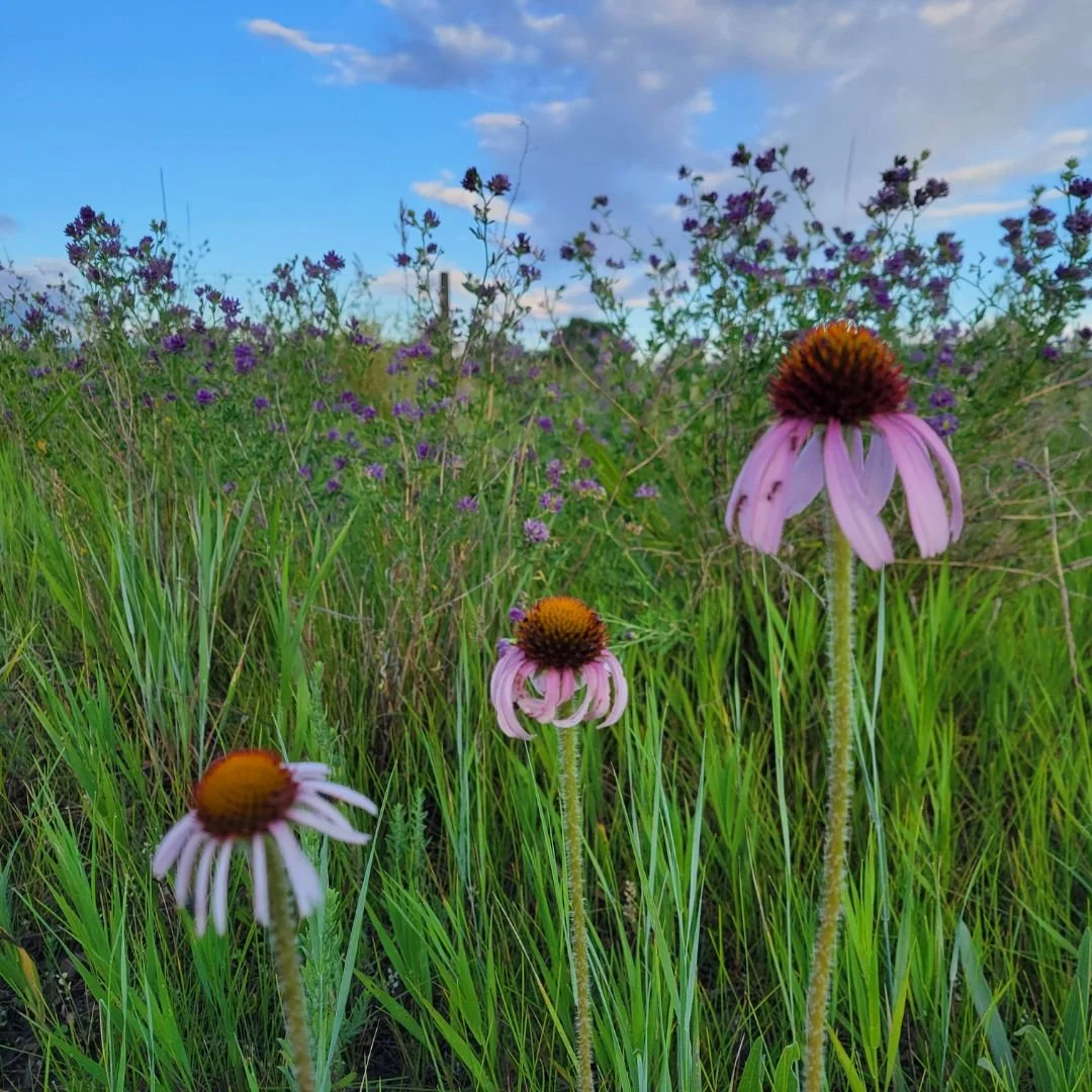 Purple flowers in a green field