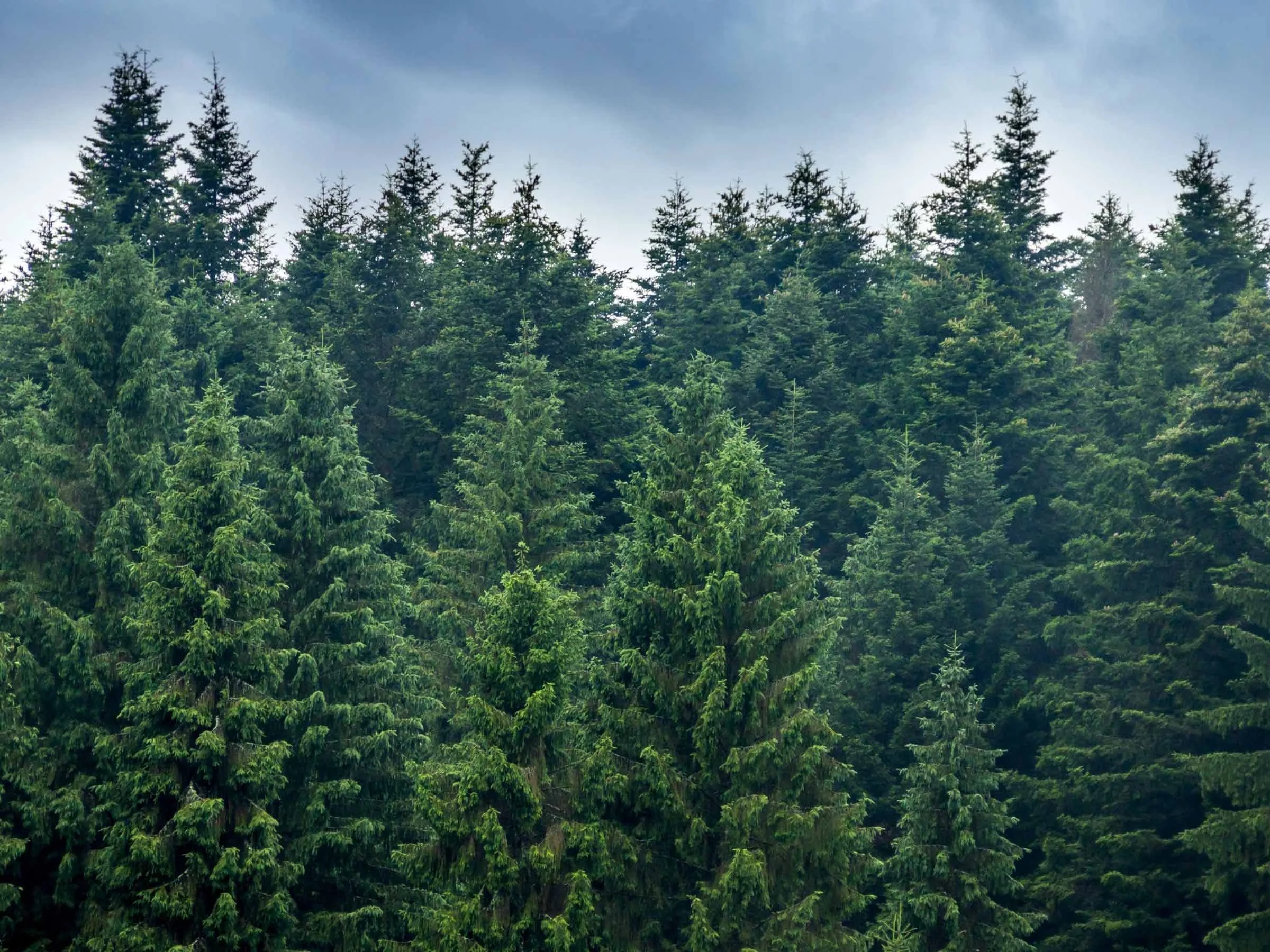Overview of green pine trees