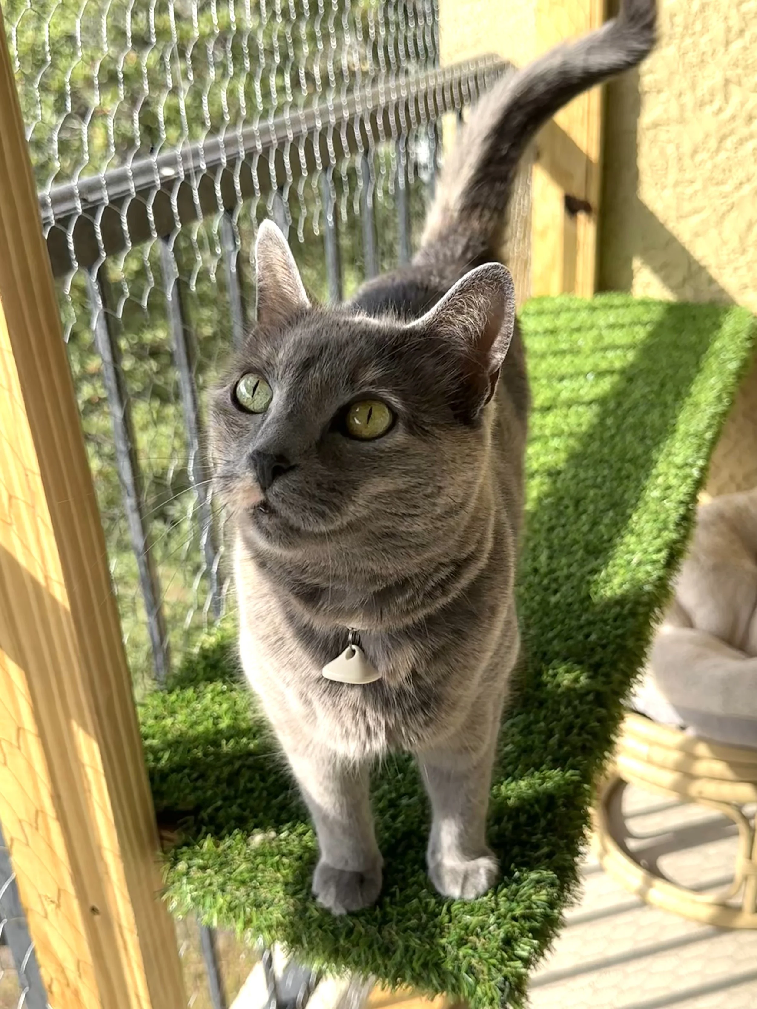 5 Reasons Every Orlando Cat Needs a Catio in 2026