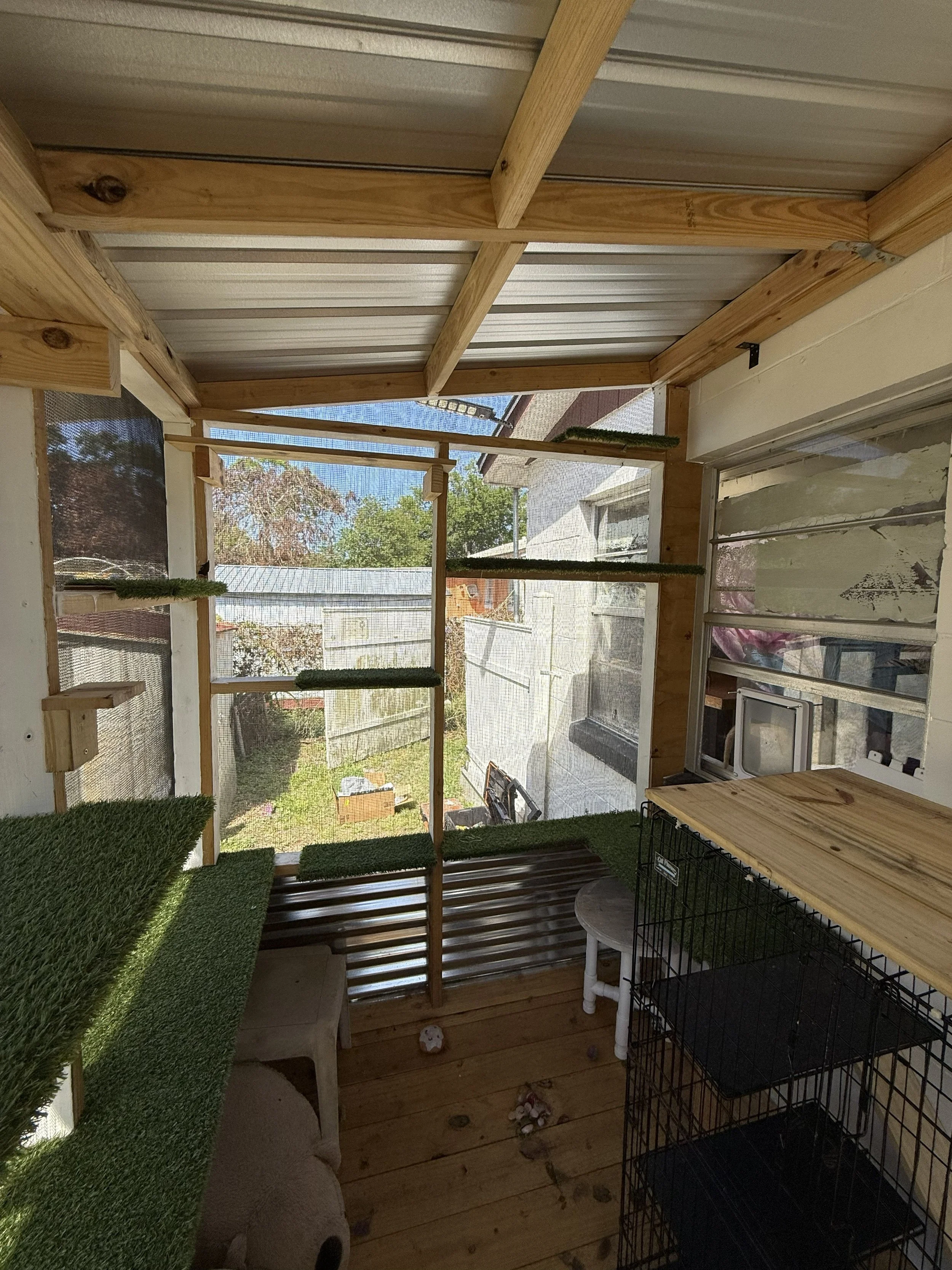 A Safe Haven for 20+ Rescued Cats: An Orlando Catio Built for a True Cat Hero