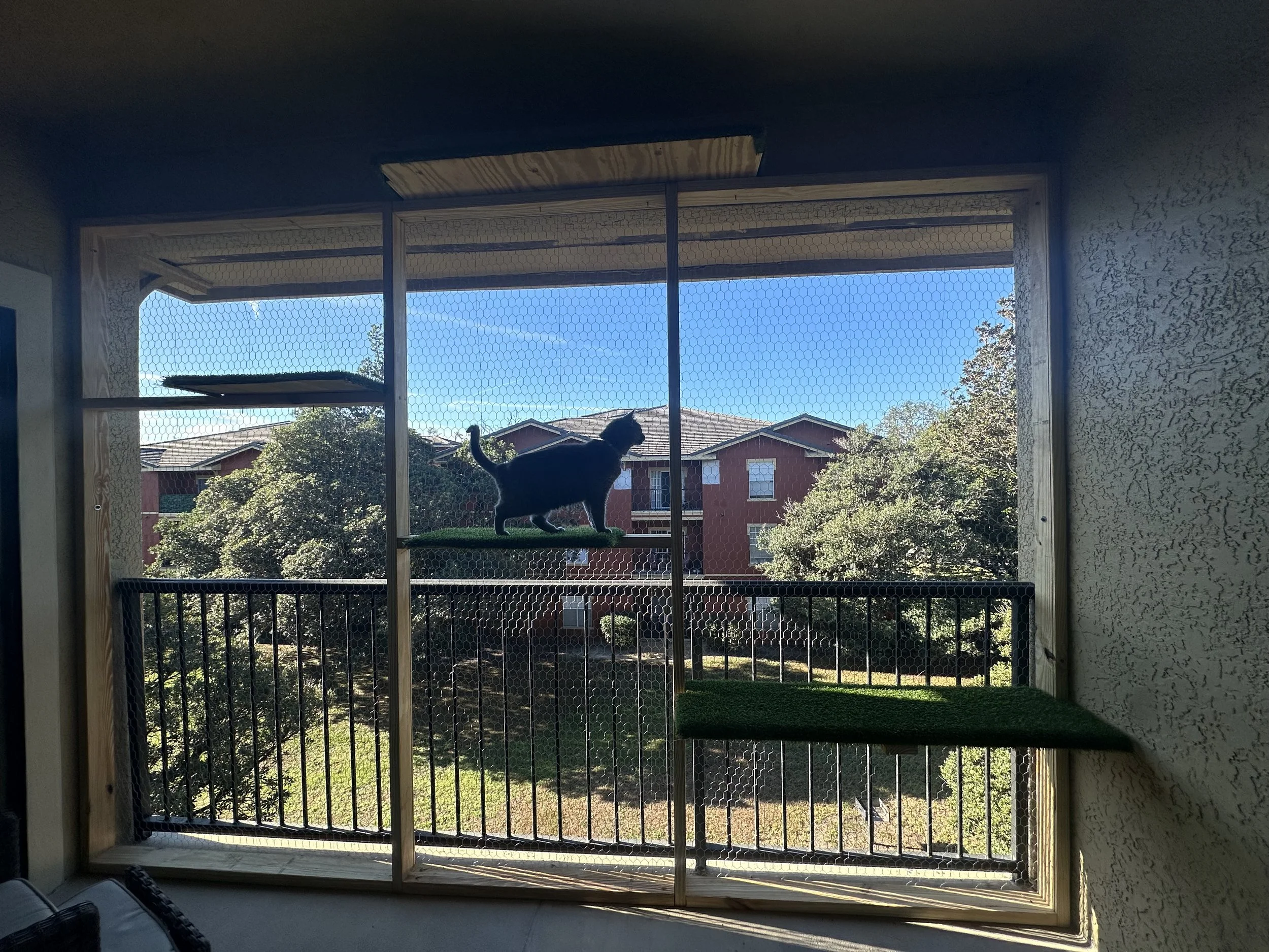 Silhouette of a black cat sitting on a green perch inside a screened porch, with houses and trees visible outside on a sunny day.