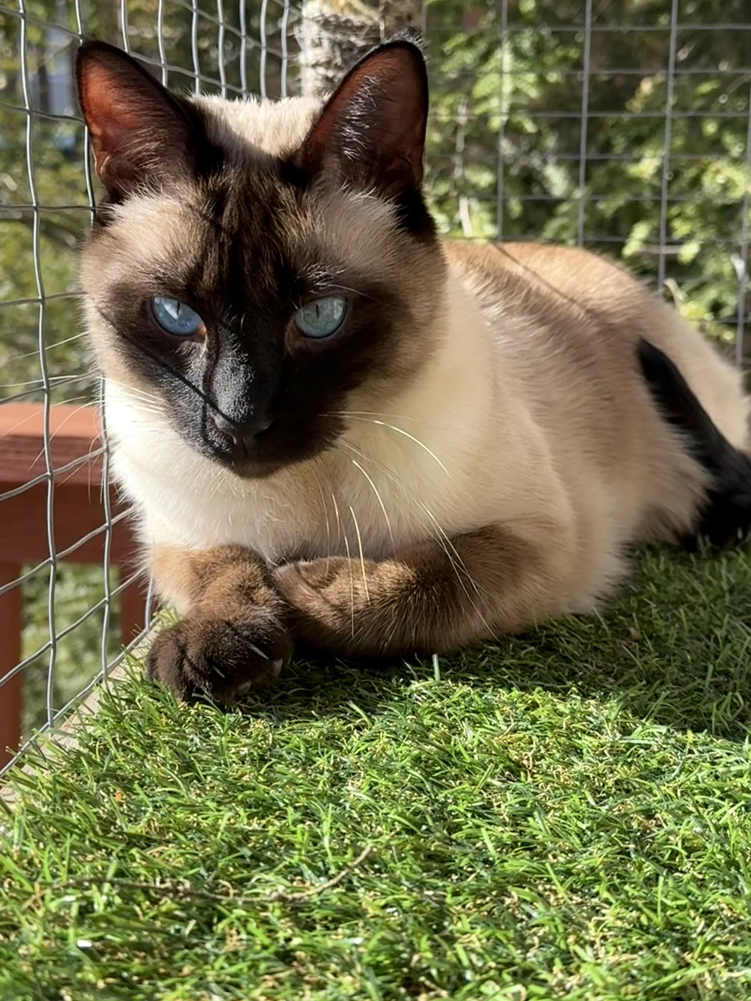 Cat in the sun on a catio outside