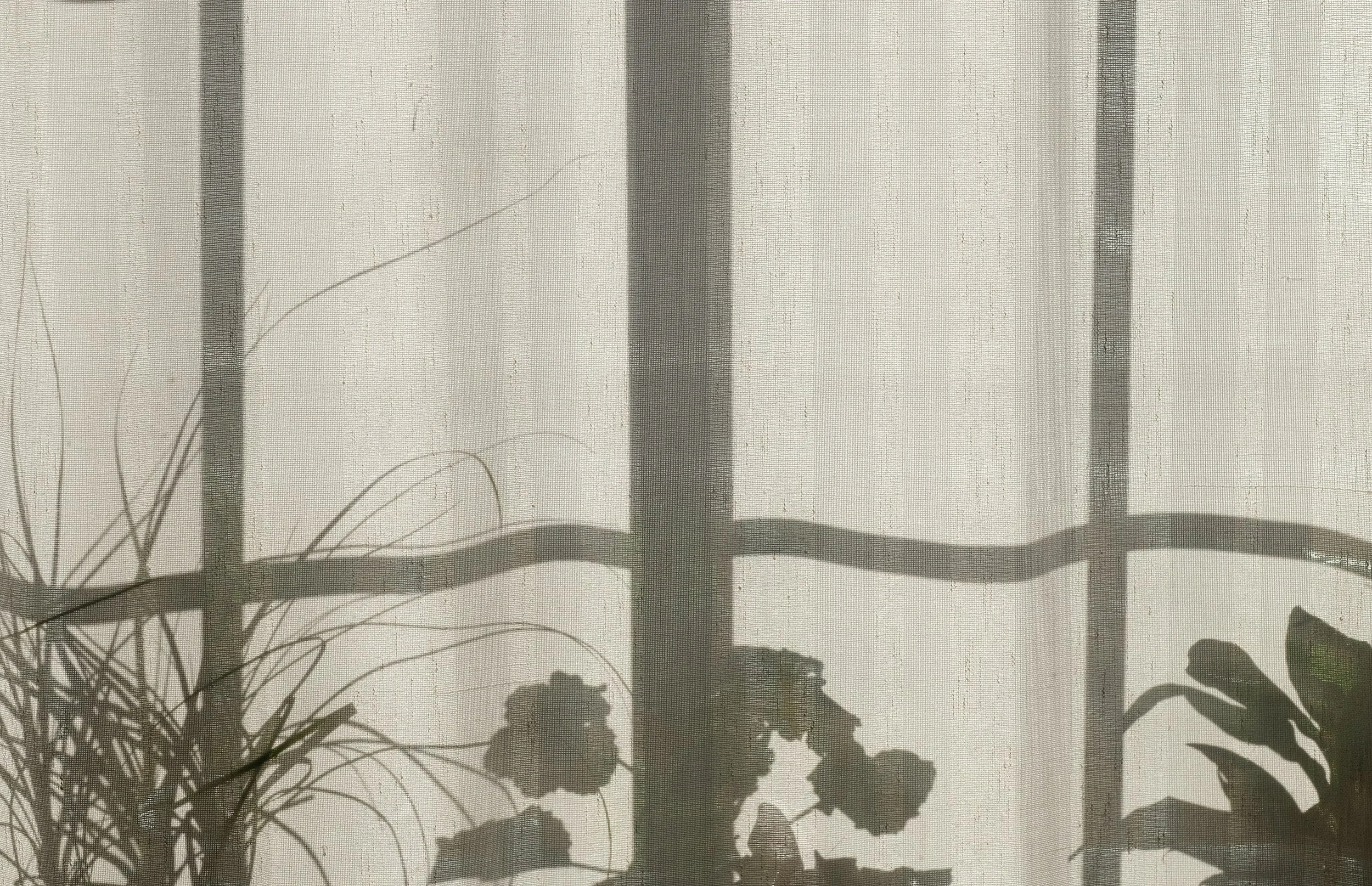 Shadows of potted plants and window frame on a light-colored curtain.