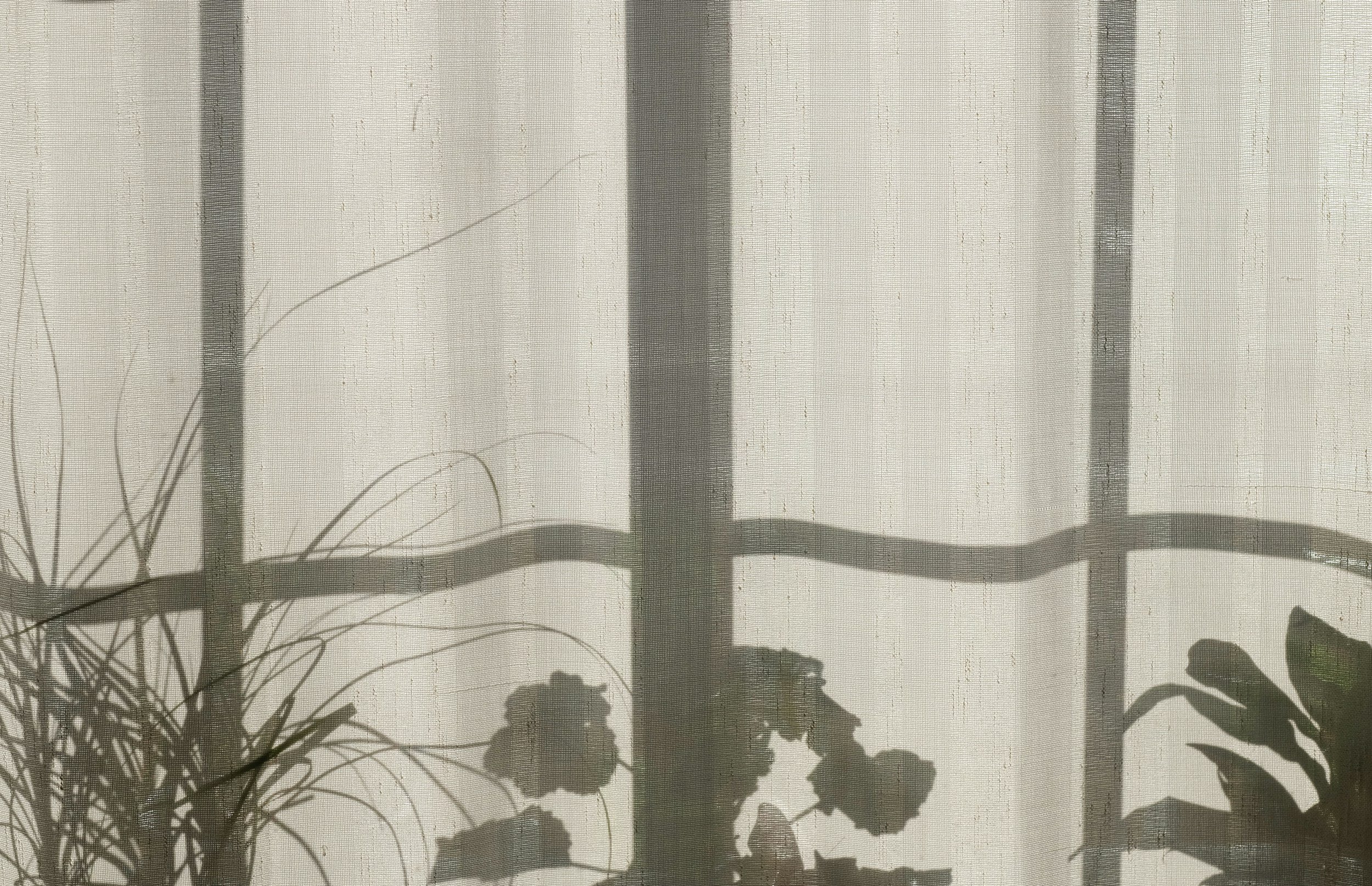 Shadows of potted plants cast on a window curtain with window frame outlines visible.