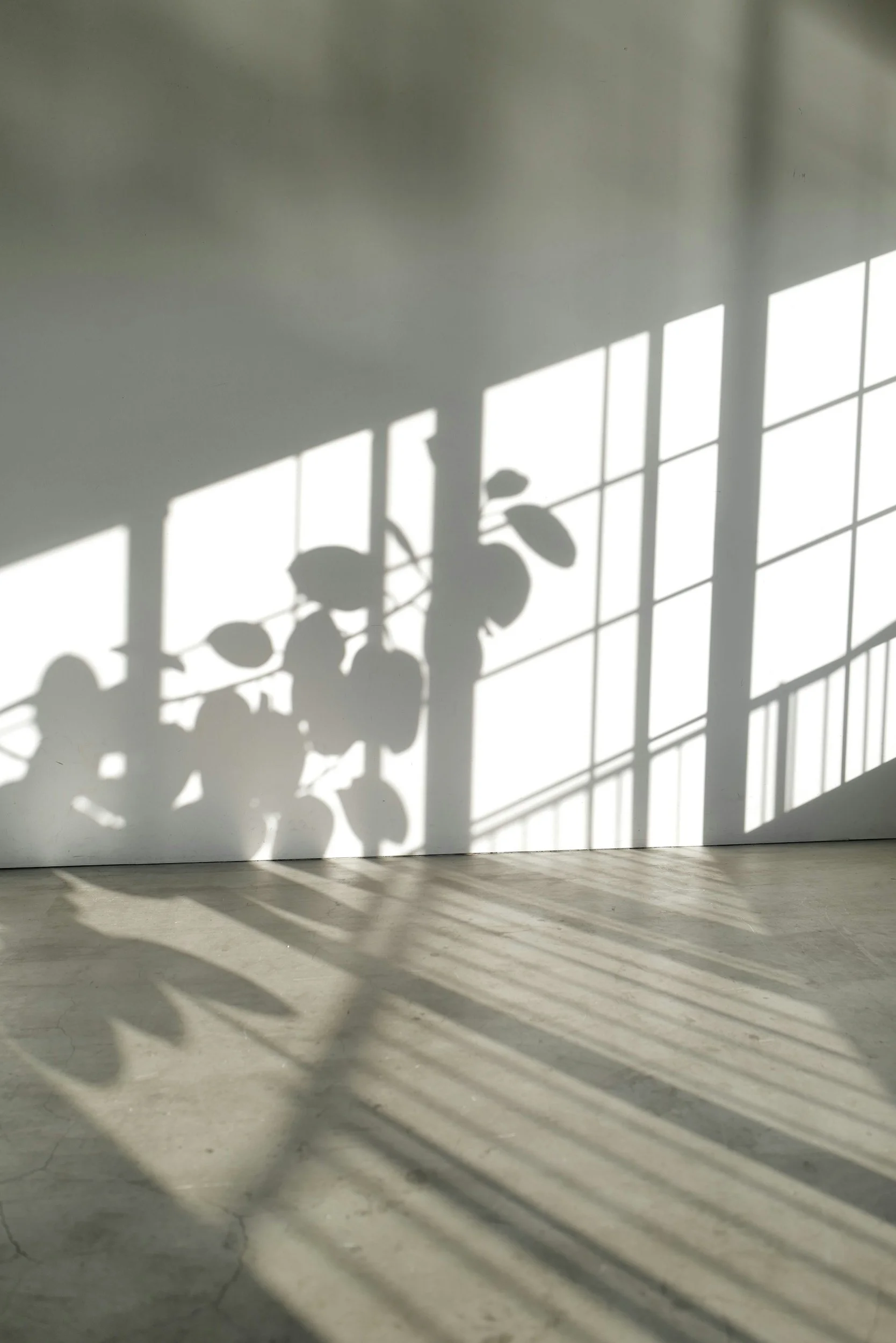 Shadow of a potted plant cast on a white wall with sunlight streaming through a large window, creating striped shadows on the floor.