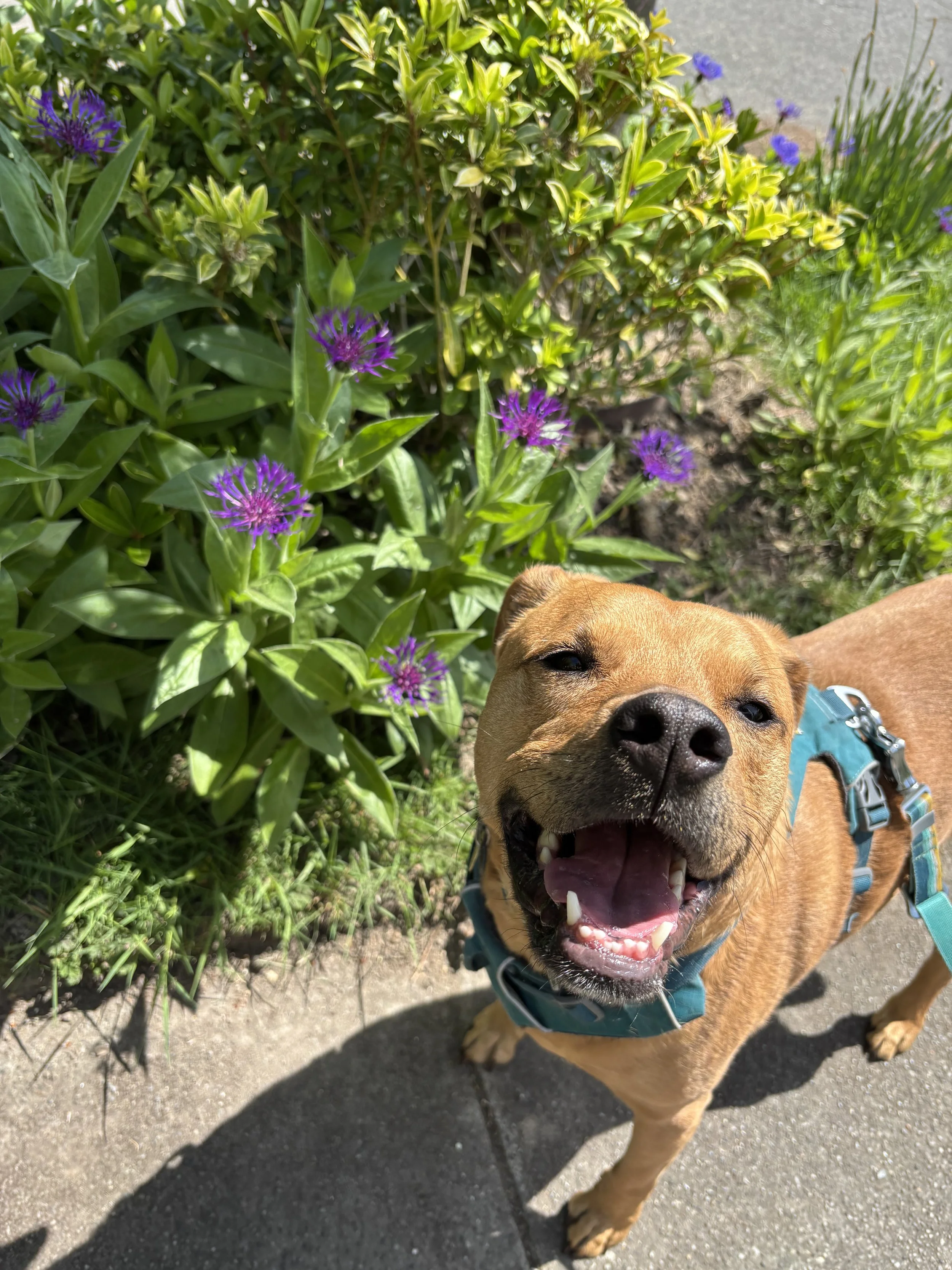 Happy tan dog with a dark snout and wearing a teal harness, standing on a sidewalk next to green plants with purple flowers, smiling with her eyes slightly squinted.