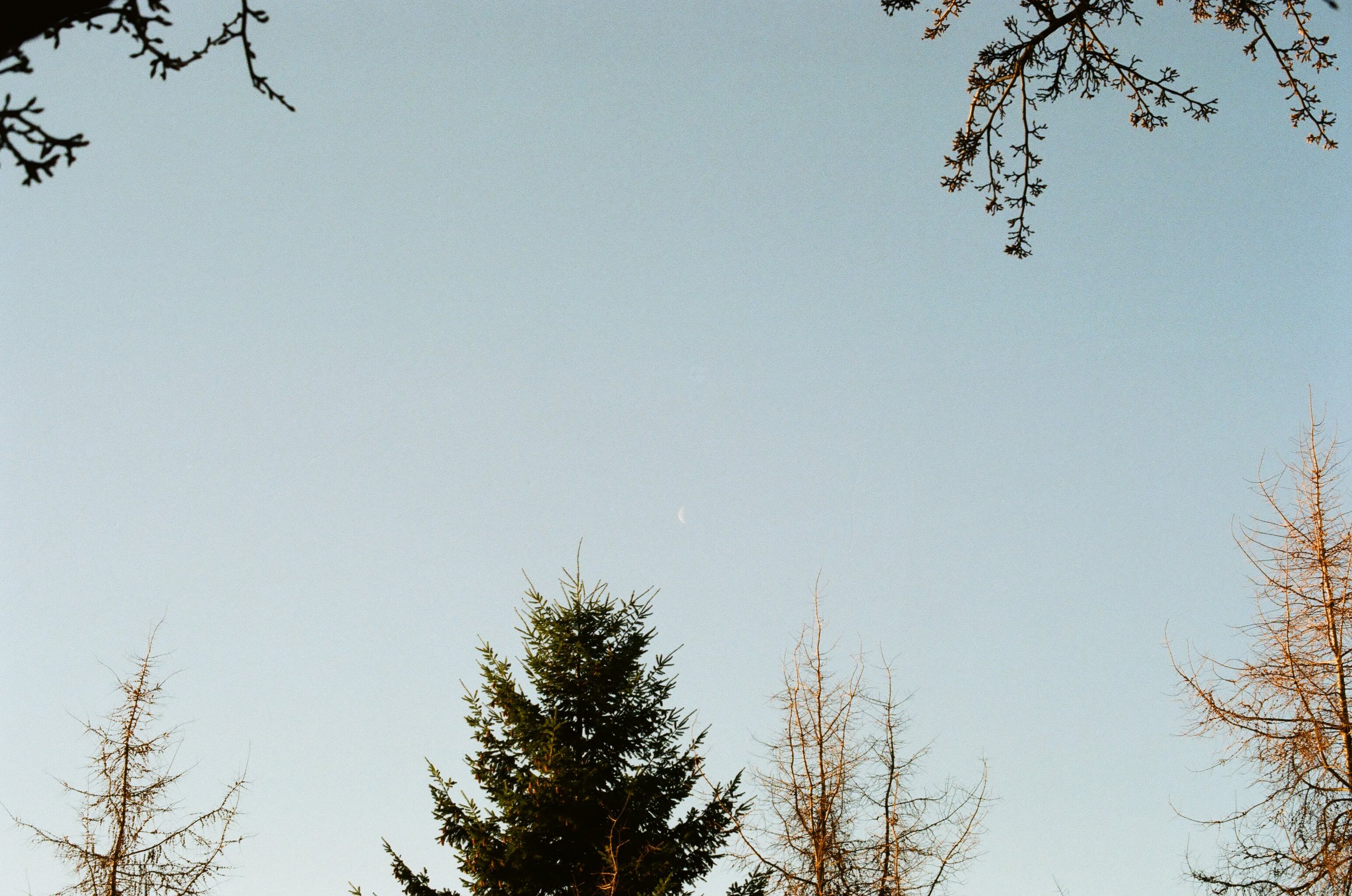 View of the sky with several tall, leafless trees and a few evergreen trees with a crescent moon visible in the sky.