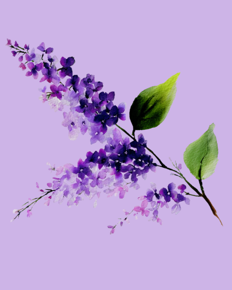 Watercolor painting of purple lilac flowers with green leaves on a lavender background.