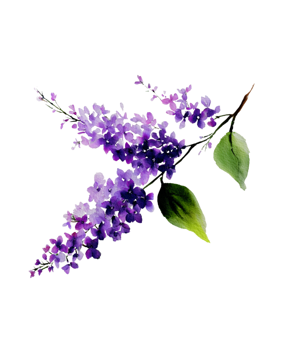 Watercolor illustration of a purple lilac flower branch with green leaves.