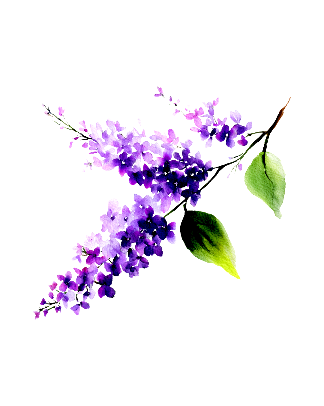 Watercolor painting of purple lilac flowers with green leaves on a white background.