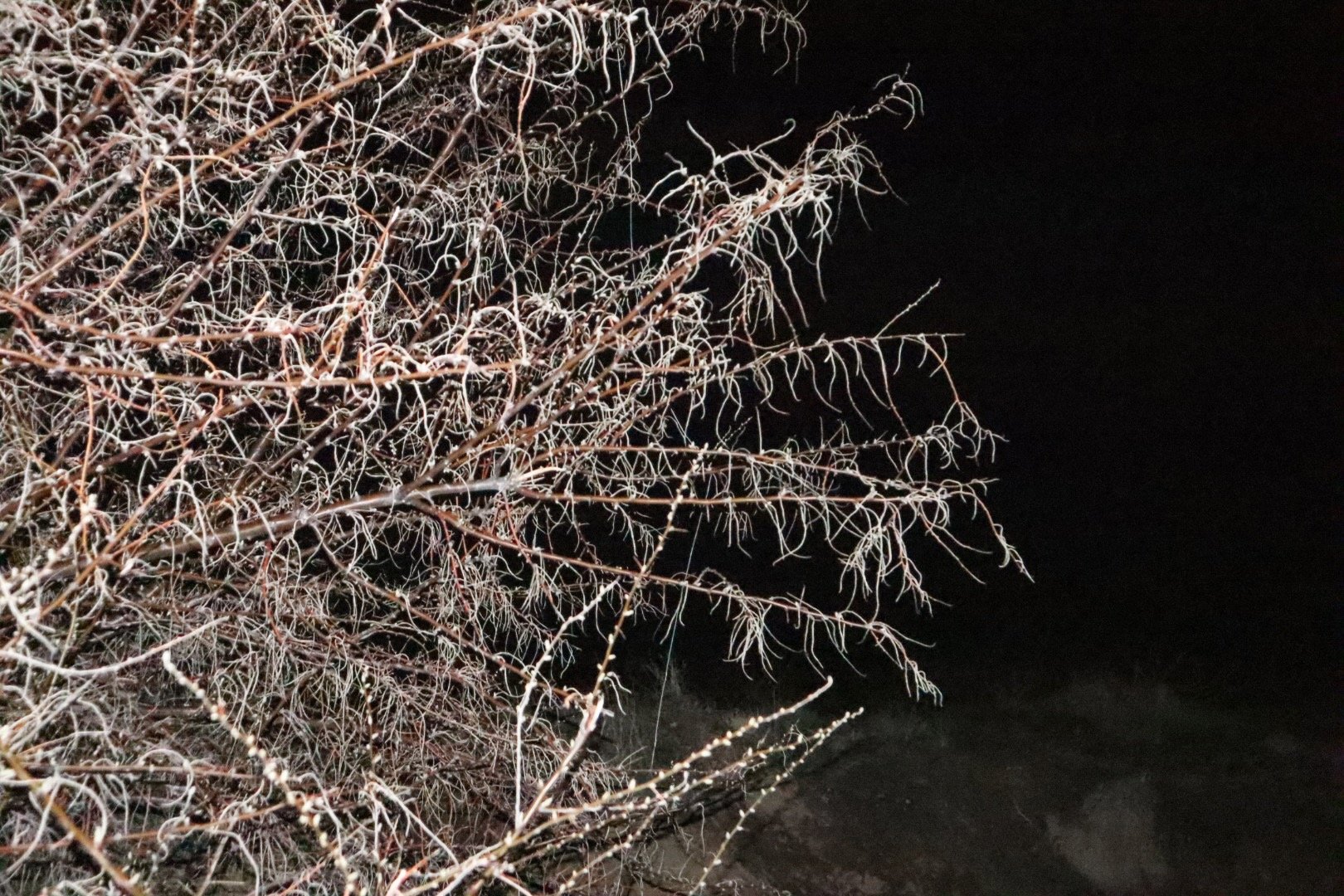 The Thousand and One Nights Beneath Apricot Blossoms