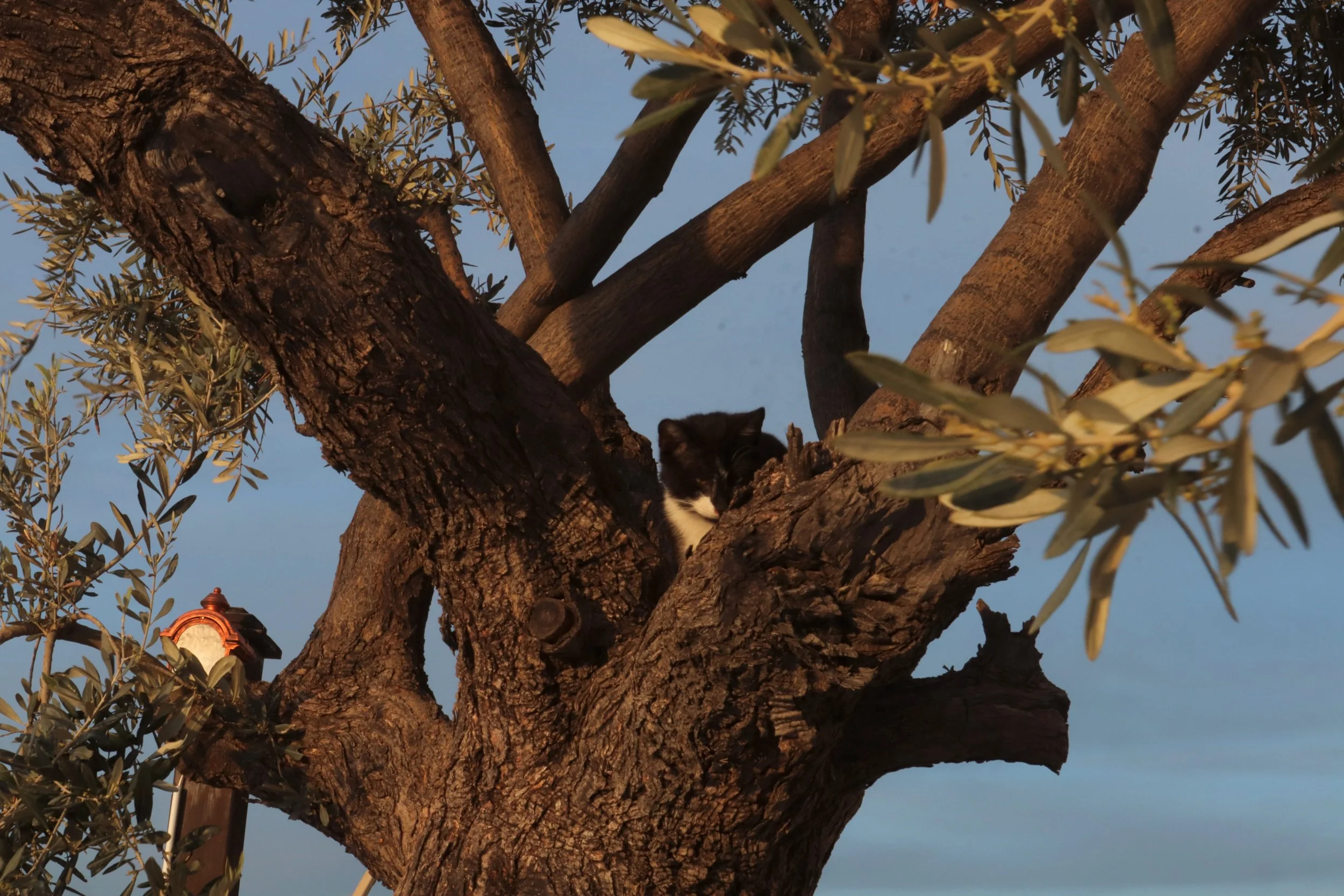 The Cats Who lived On the Trees(2024)