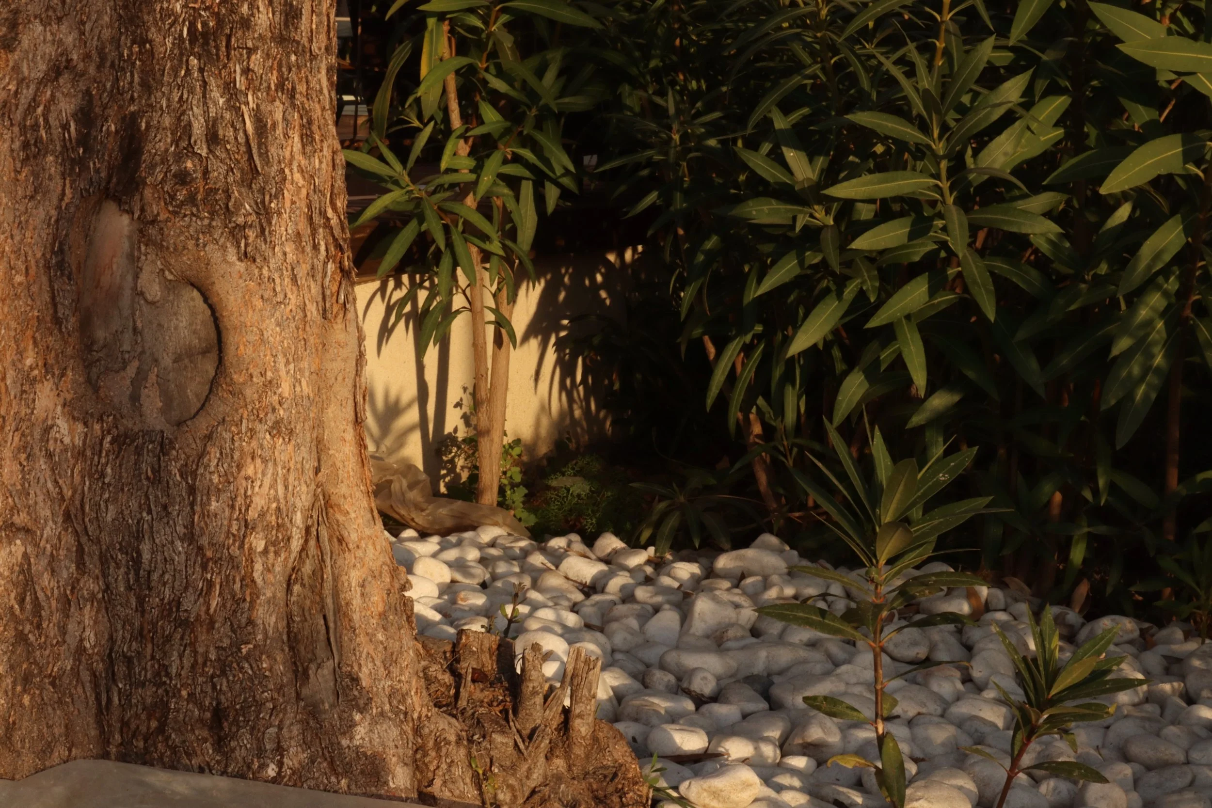 Whispering Under the Lemon Tree(2024)