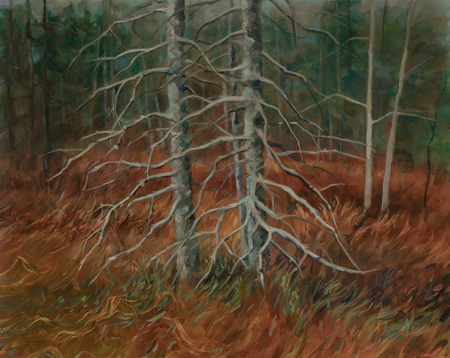 AdirondackBog1500px copy.jpg