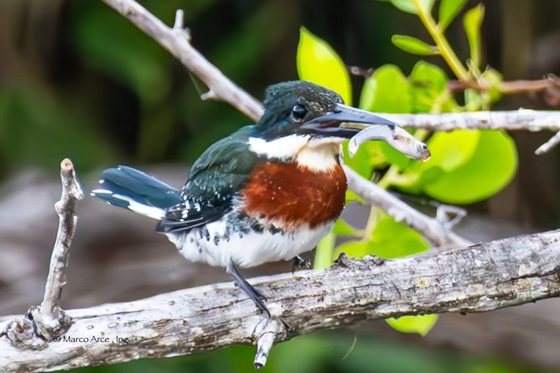 -King Fisher diving26-Enhanced-NR-2.jpg