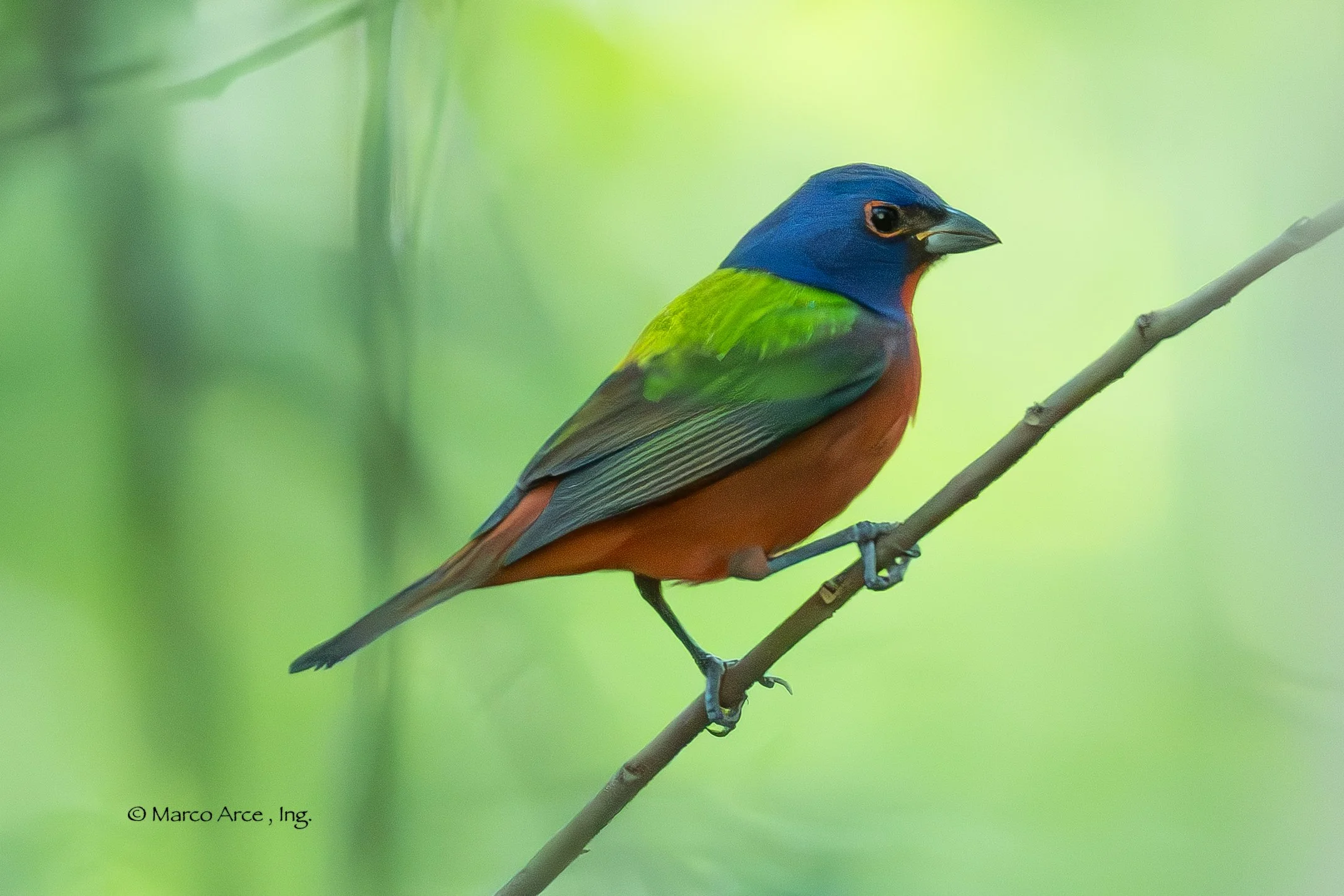 Birding Guided Tour Around CANCUN