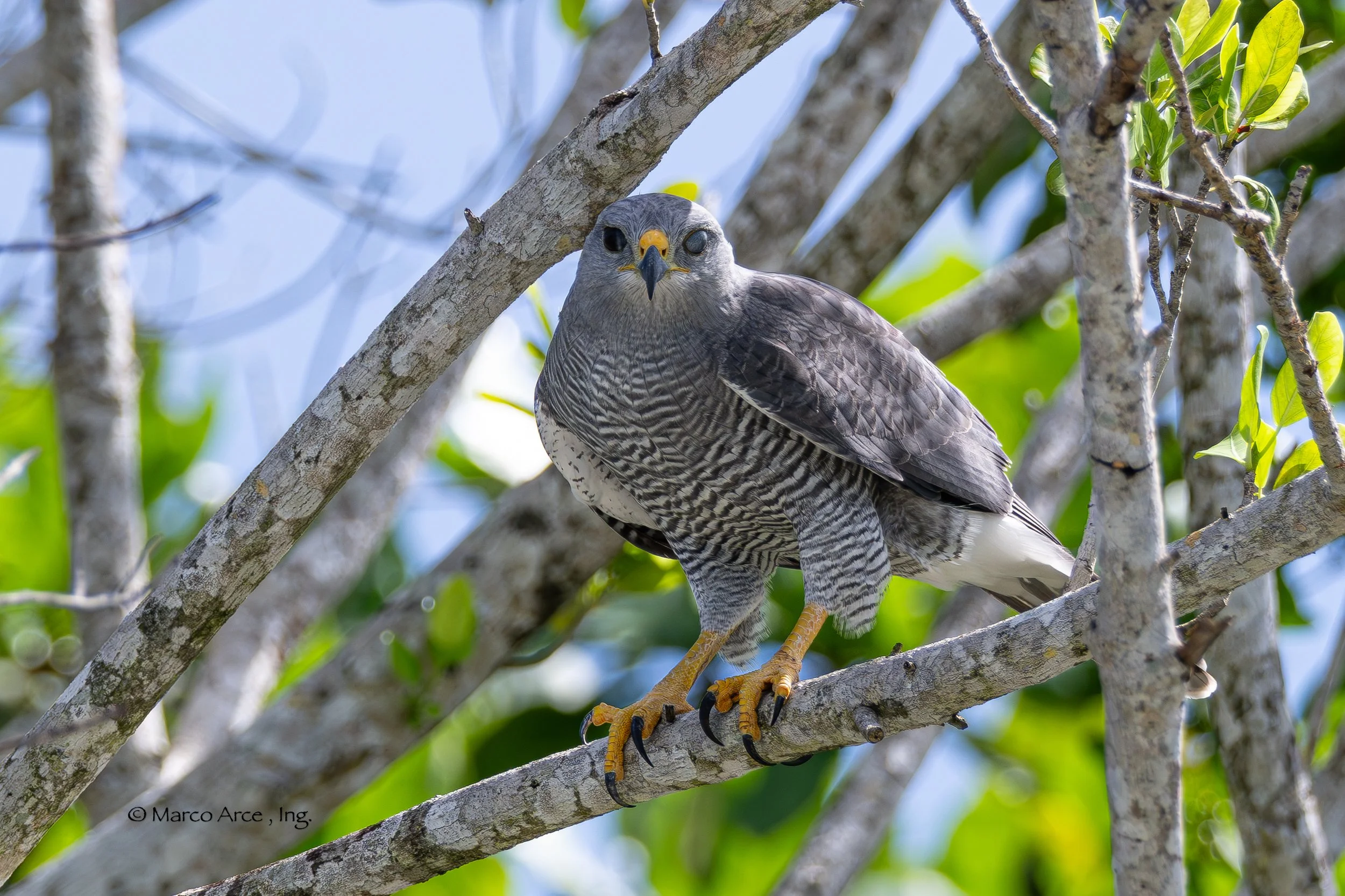 Gray hawk 2.jpg