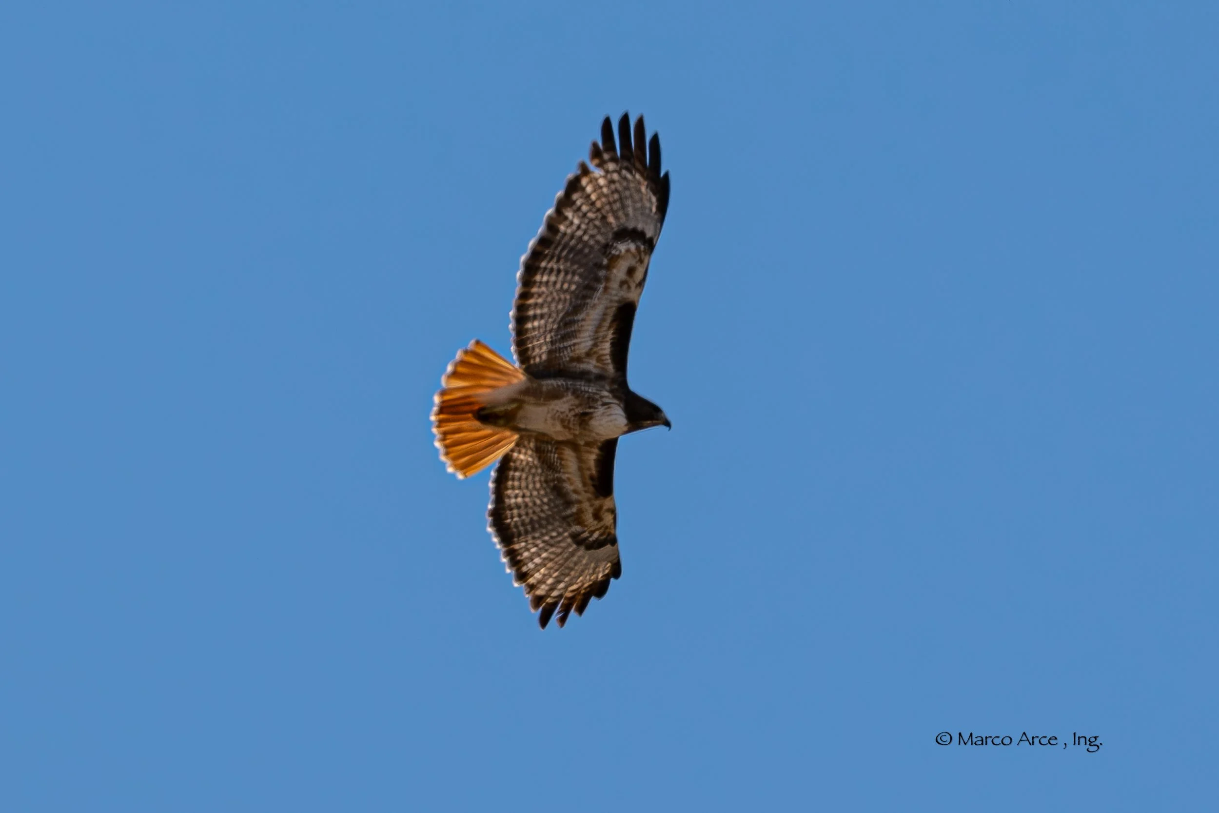Redtail hawk 10.jpg