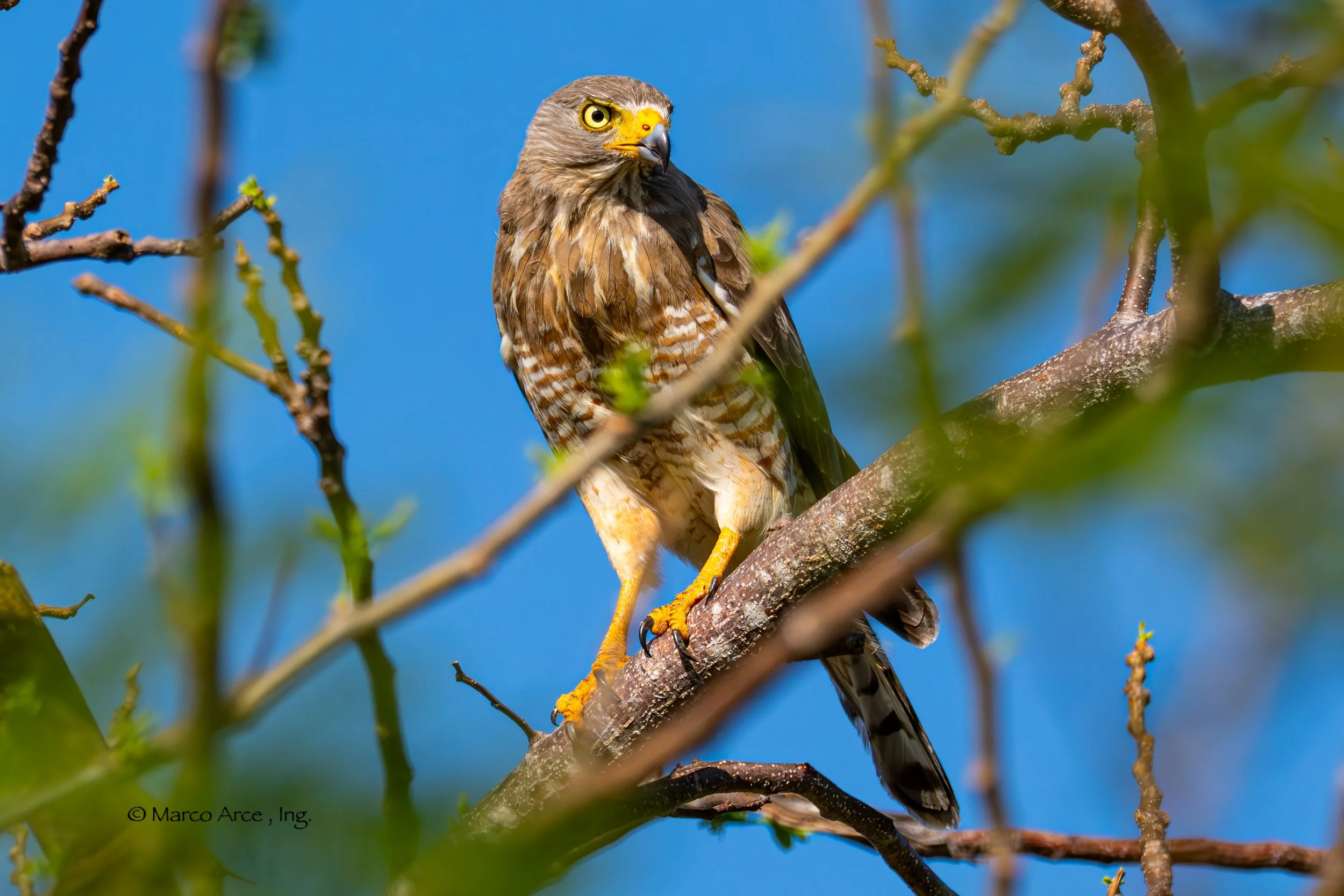 Roadside hawk one.jpg