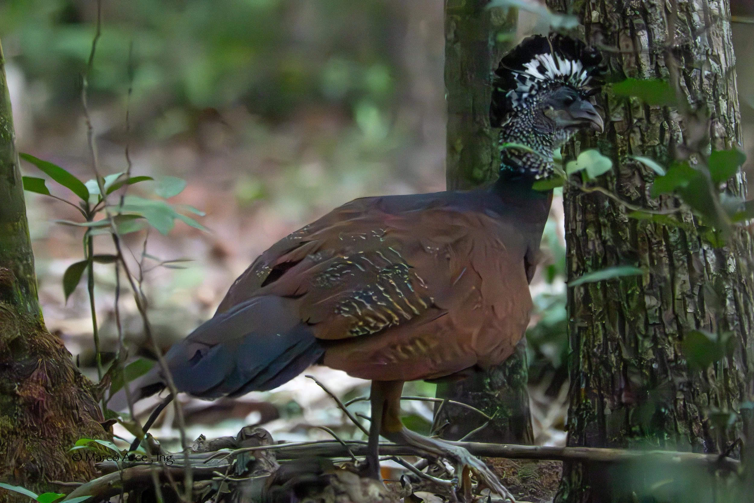 G.curassow female .jpg