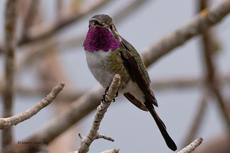 Mexican Sheartail 9 .jpg