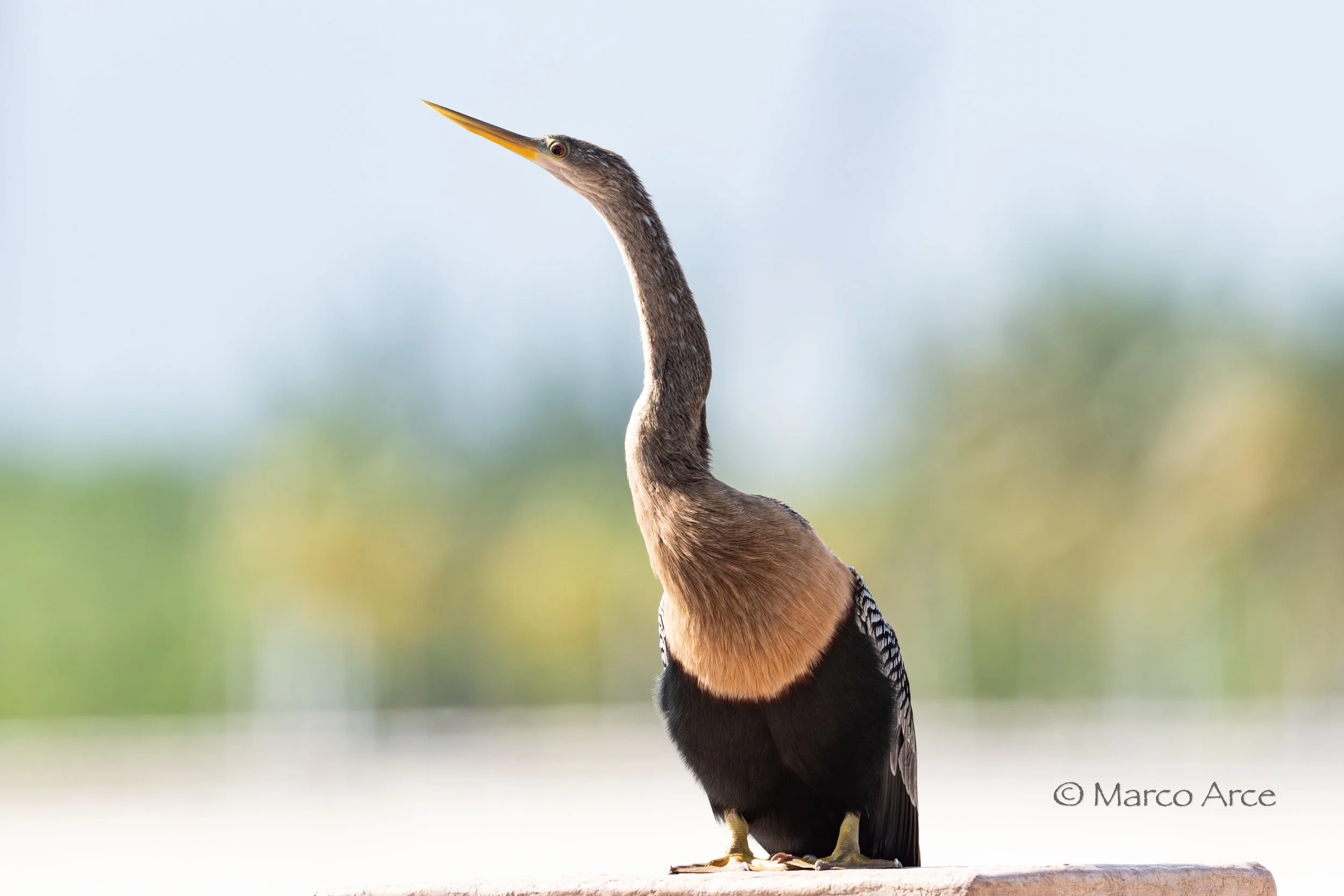 Anhinga hembra1.jpg