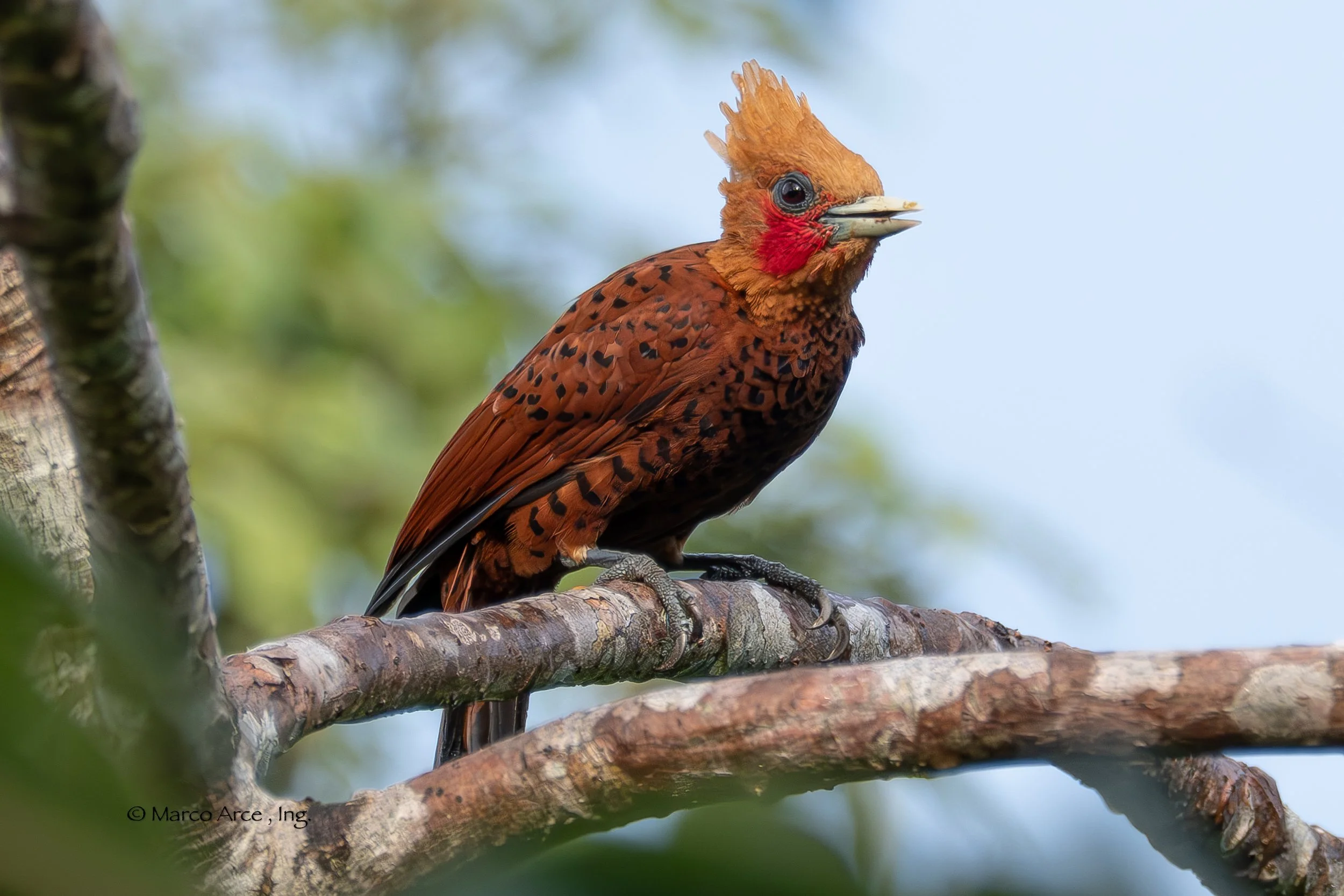 Birding Guided Tour Around CANCUN