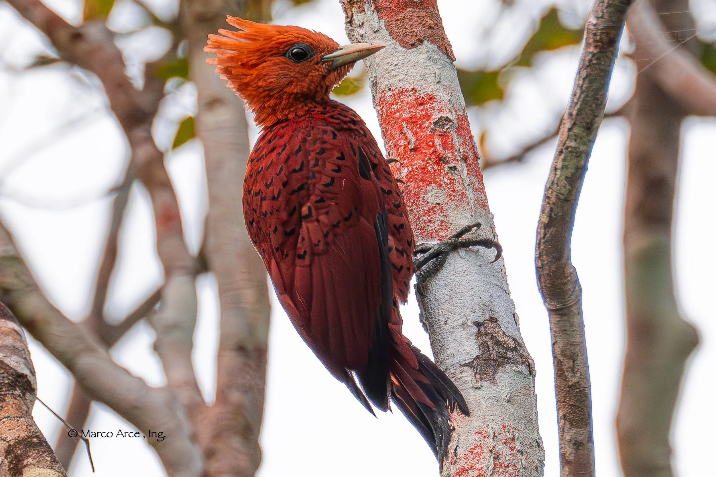 A red woodpecker clings to a tree trunk with white and red patches, surrounded by light-colored branches.
