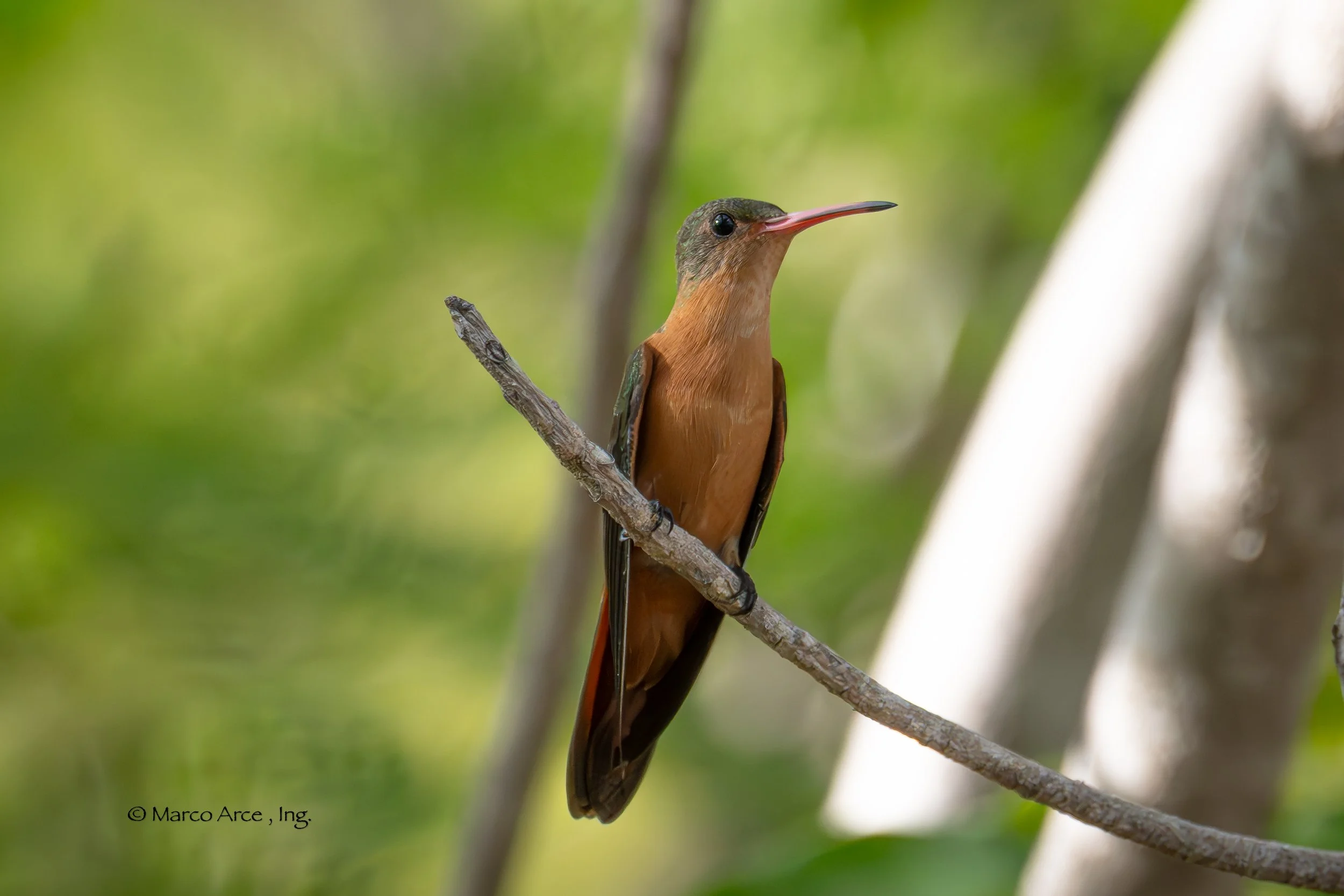 Canelo colibri 1.jpg