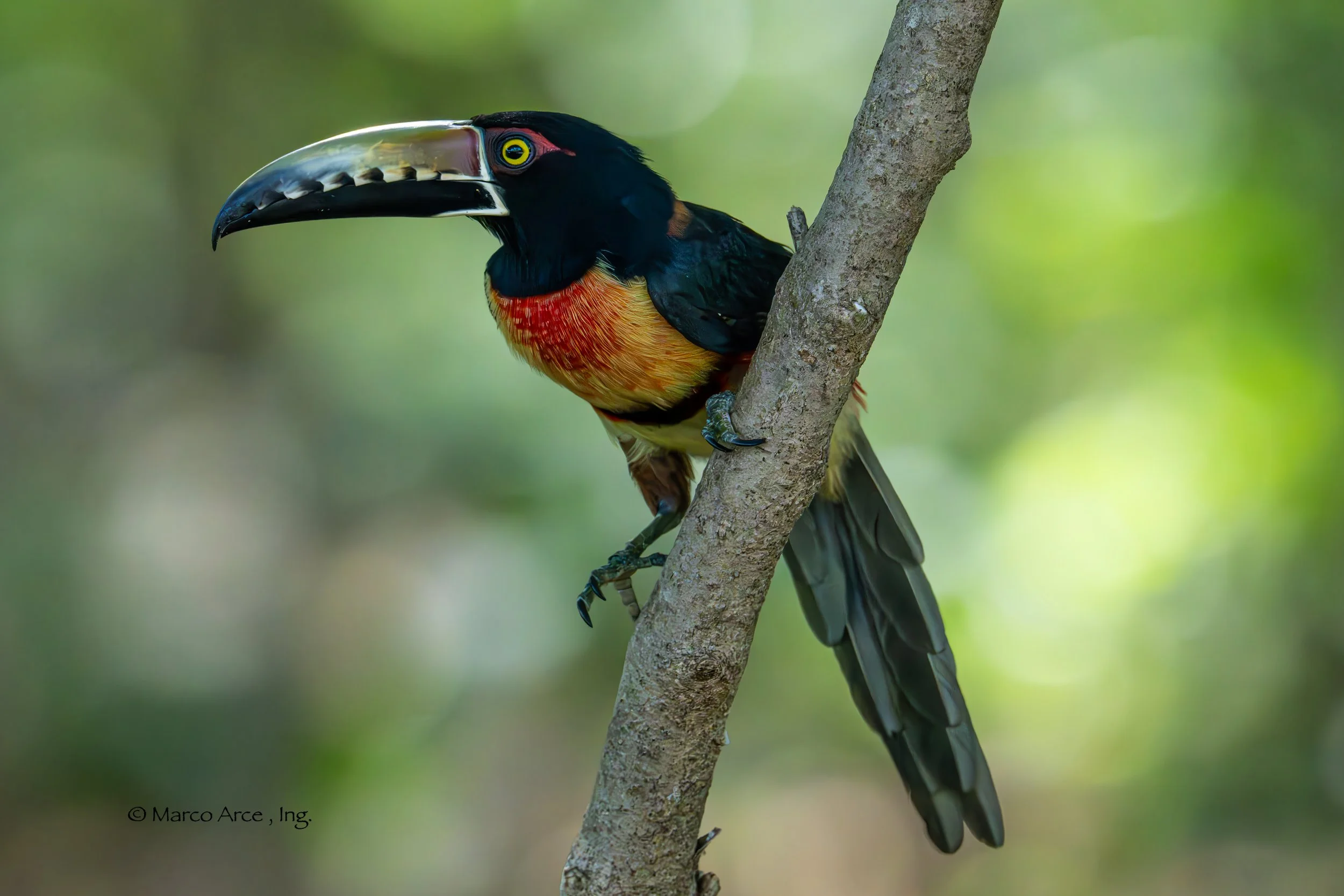 Acari Collared 13.jpg