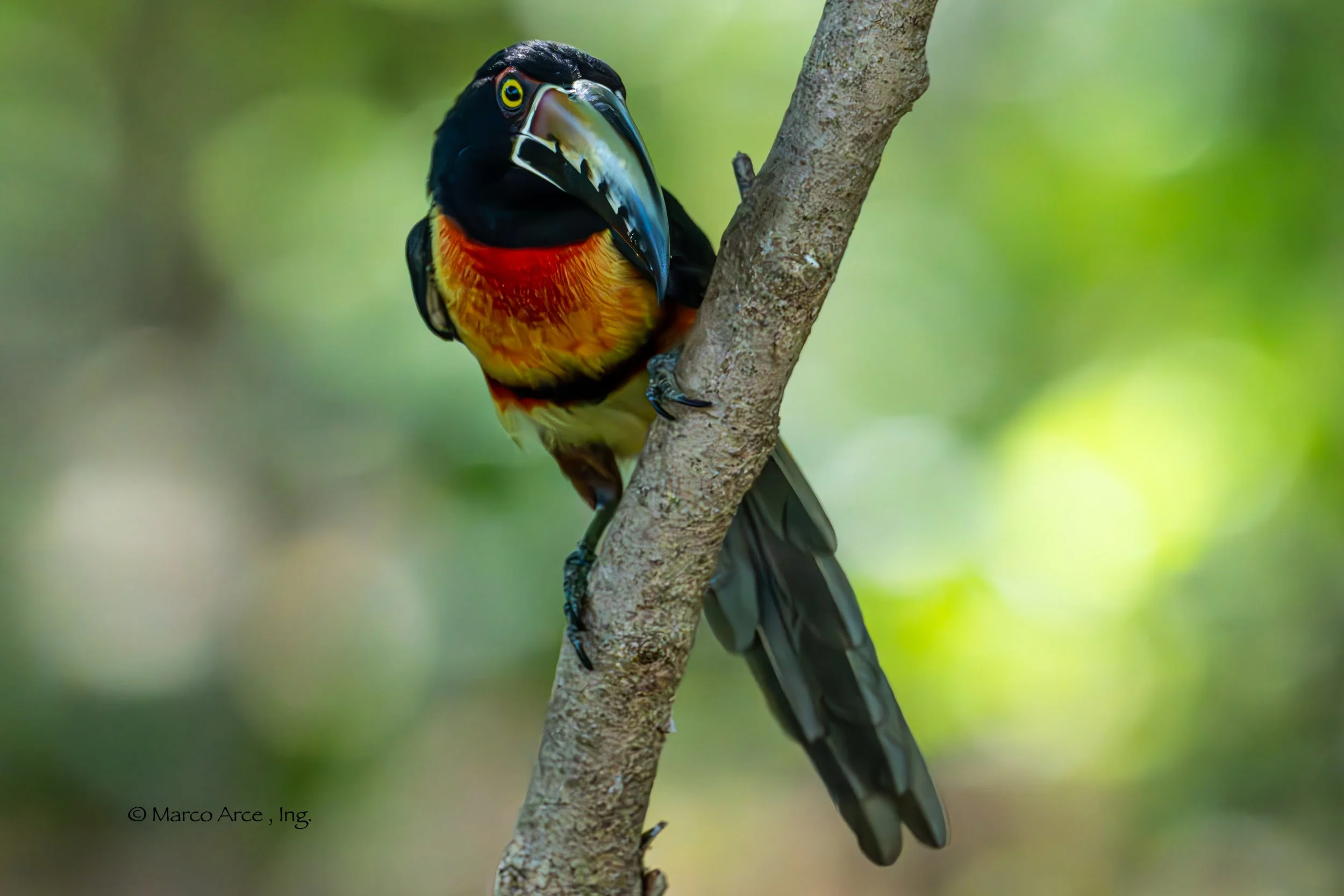 Acari Collared 11.jpg