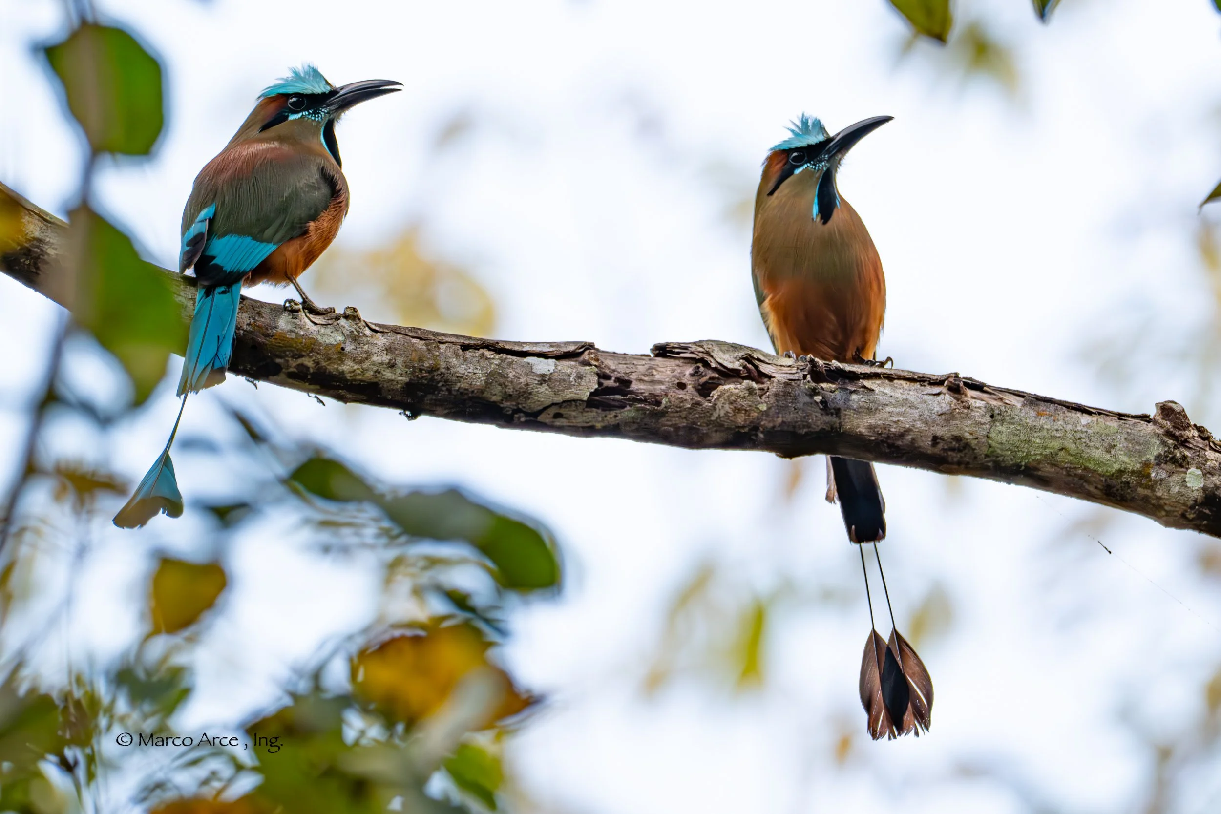 Two colorful birds with blue and brown feathers perched on a tree branch.
