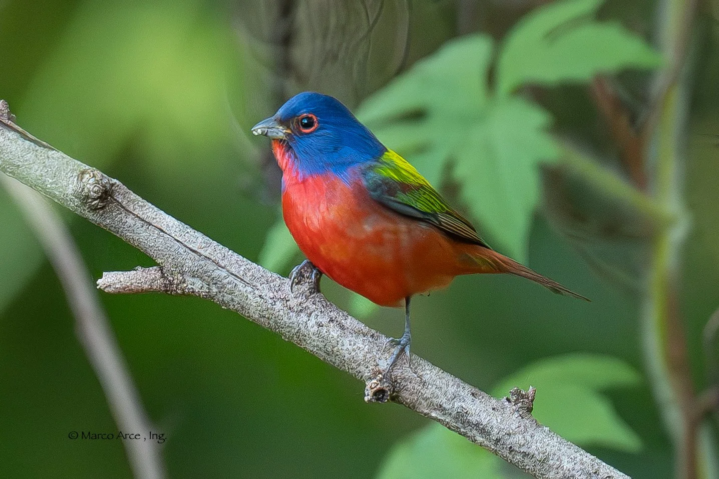 Colorful bird with blue head, red body, and green wings perched on a tree branch with green leaves in the background.