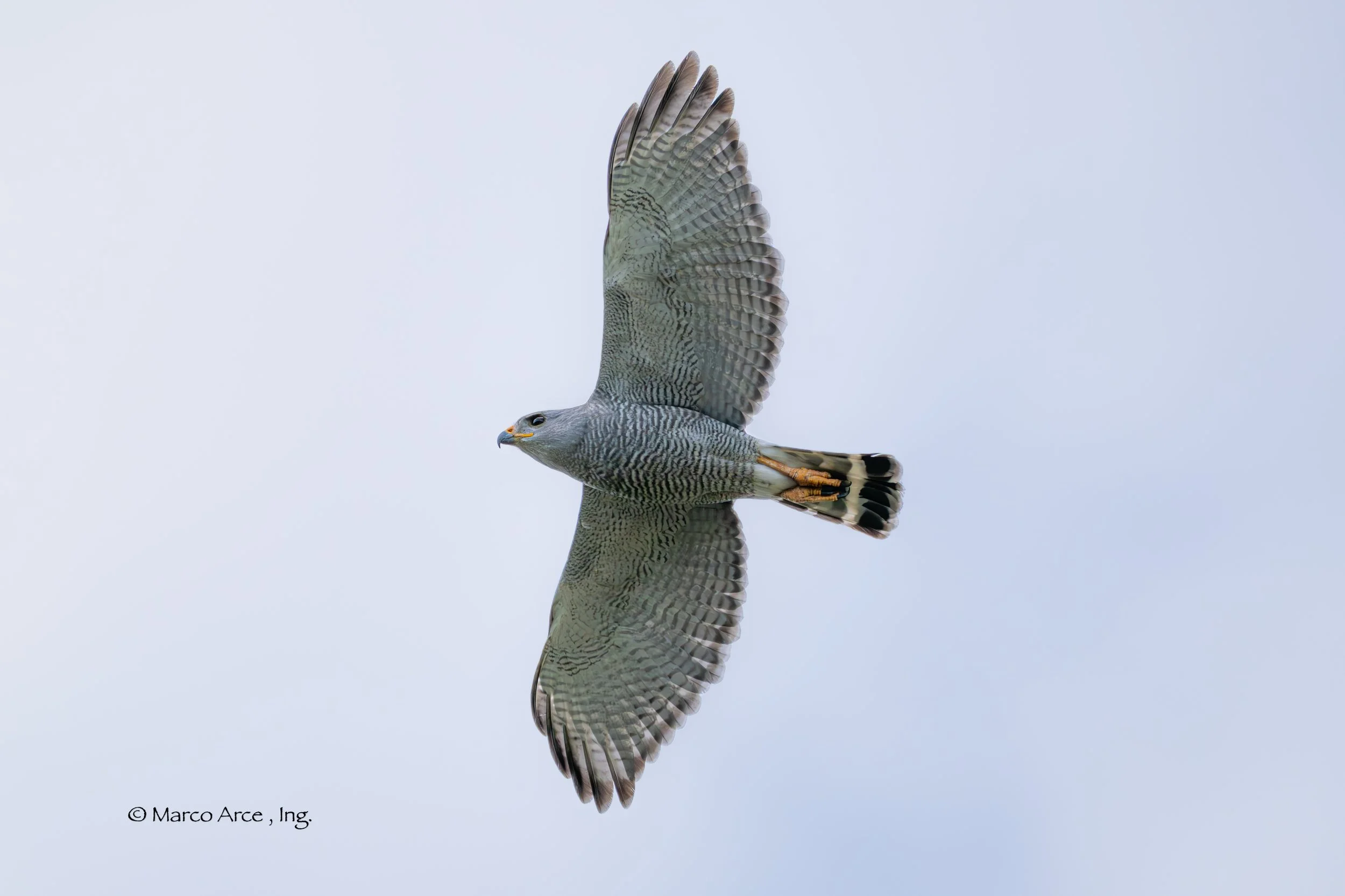 Gray Hawk .jpg